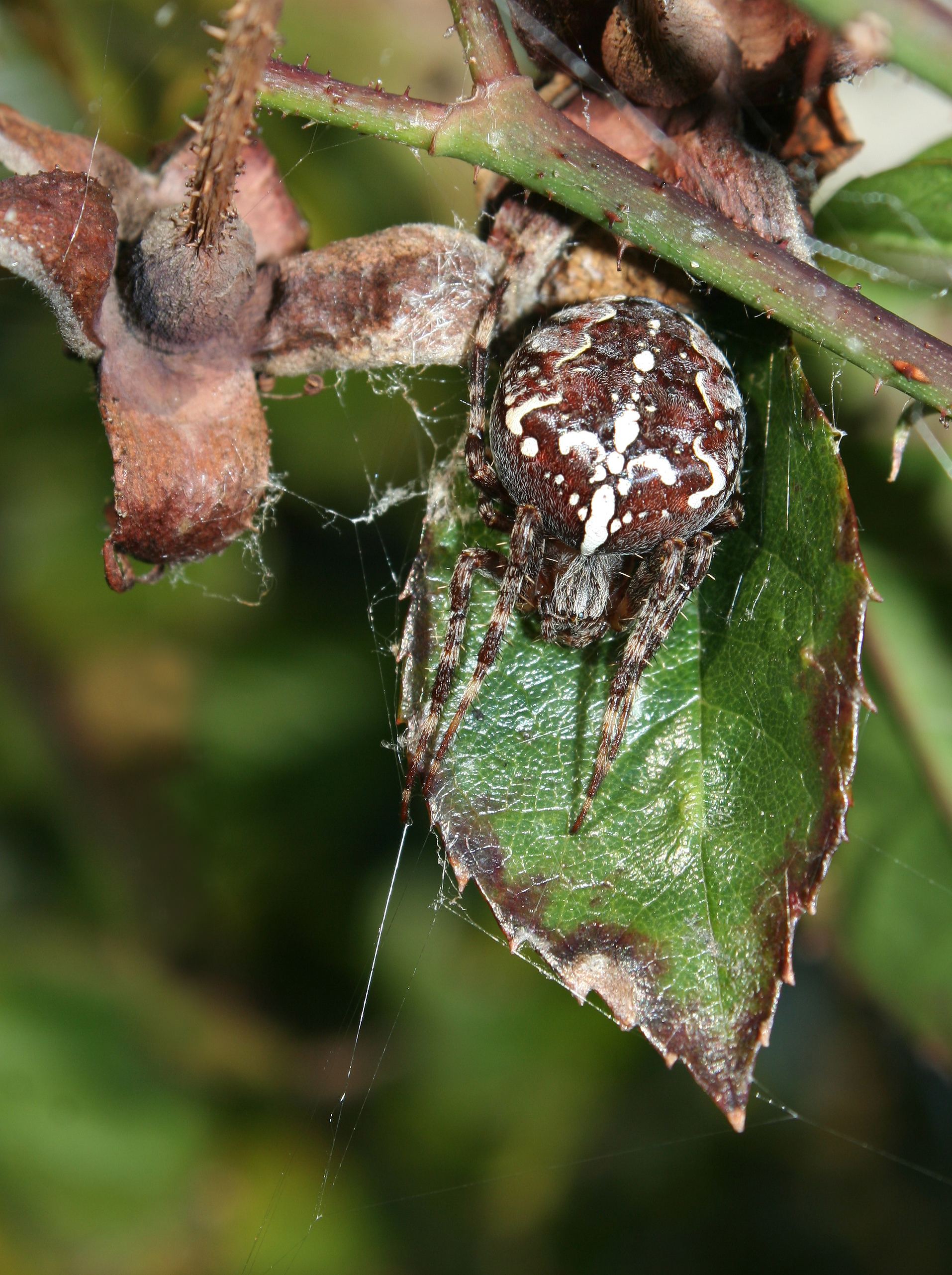 Araneus-diadematus-gartenkreuzspinne