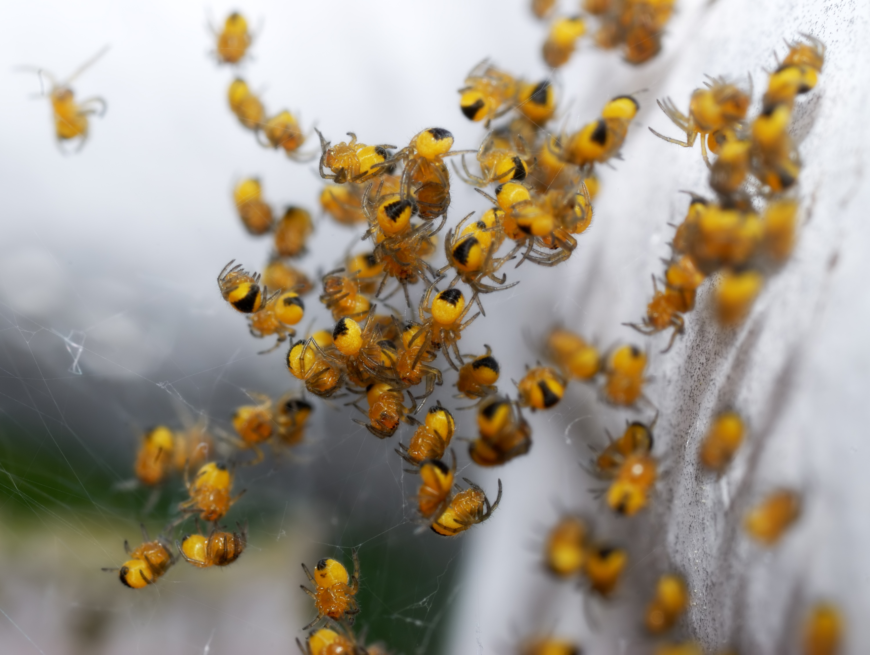 Araneus diadematus - baby spiders 1 (aka)