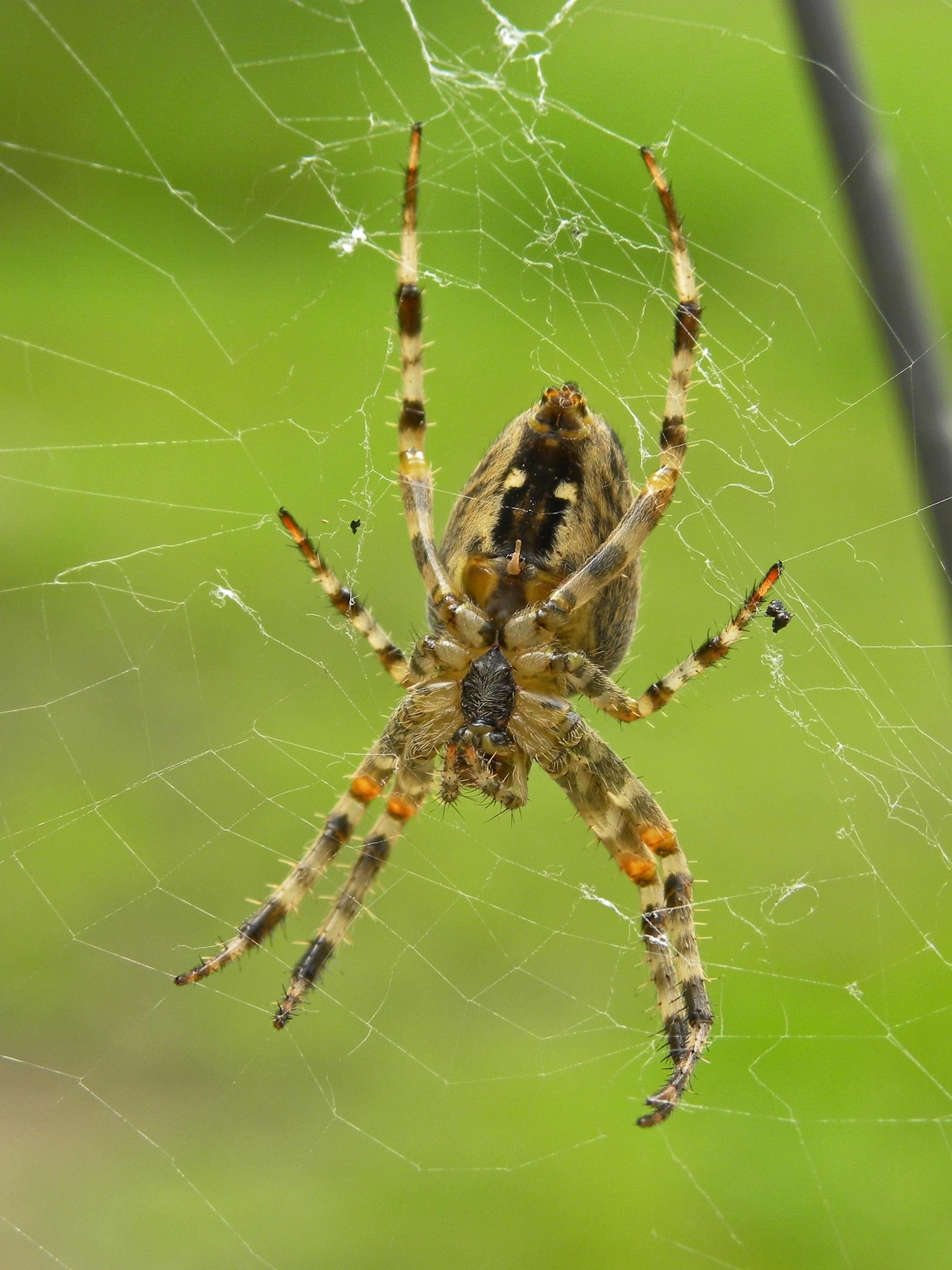 Araneus diadematus - Kreuzspinne von unten
