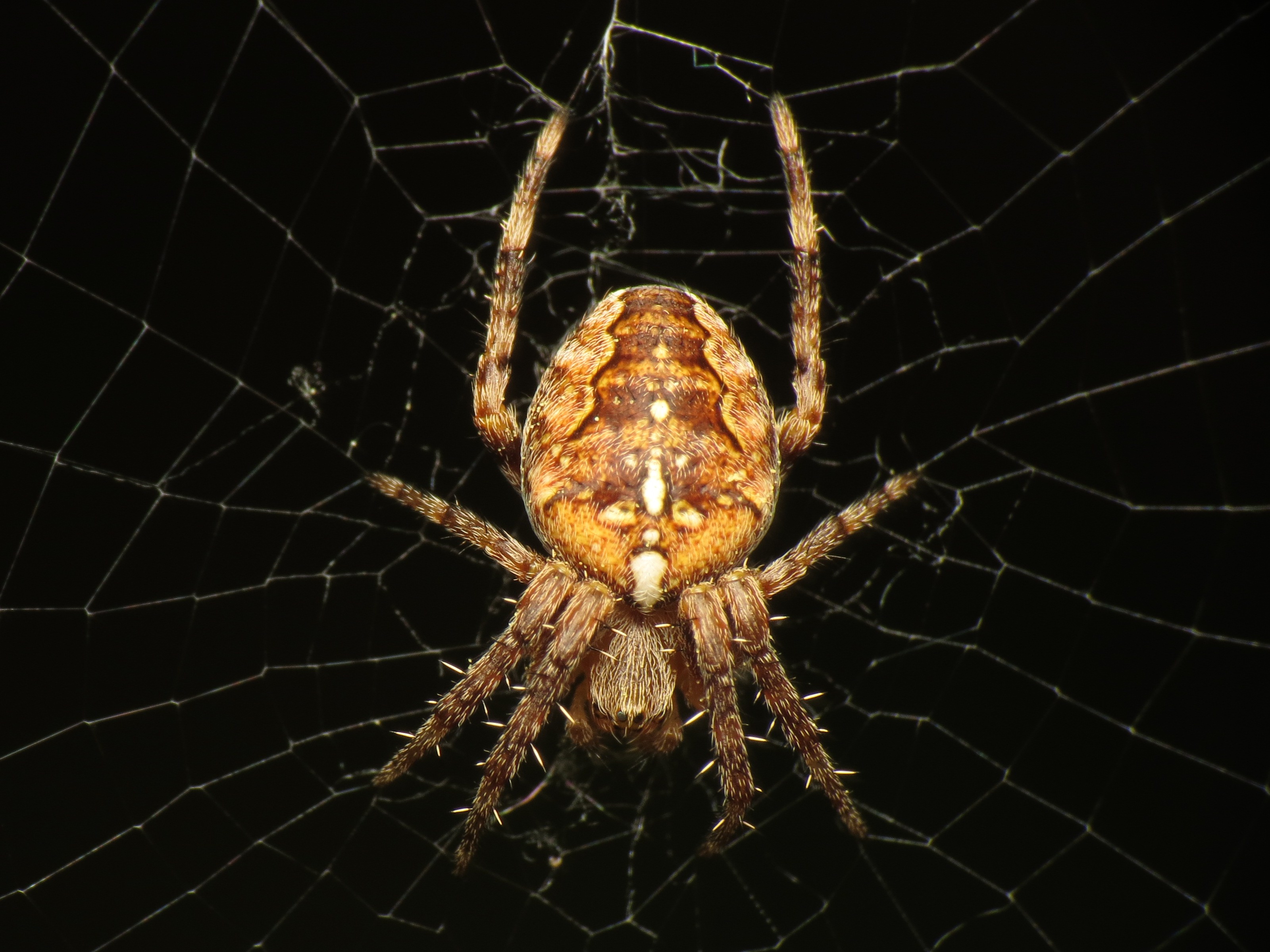 Araneus diadematus (8829011086)