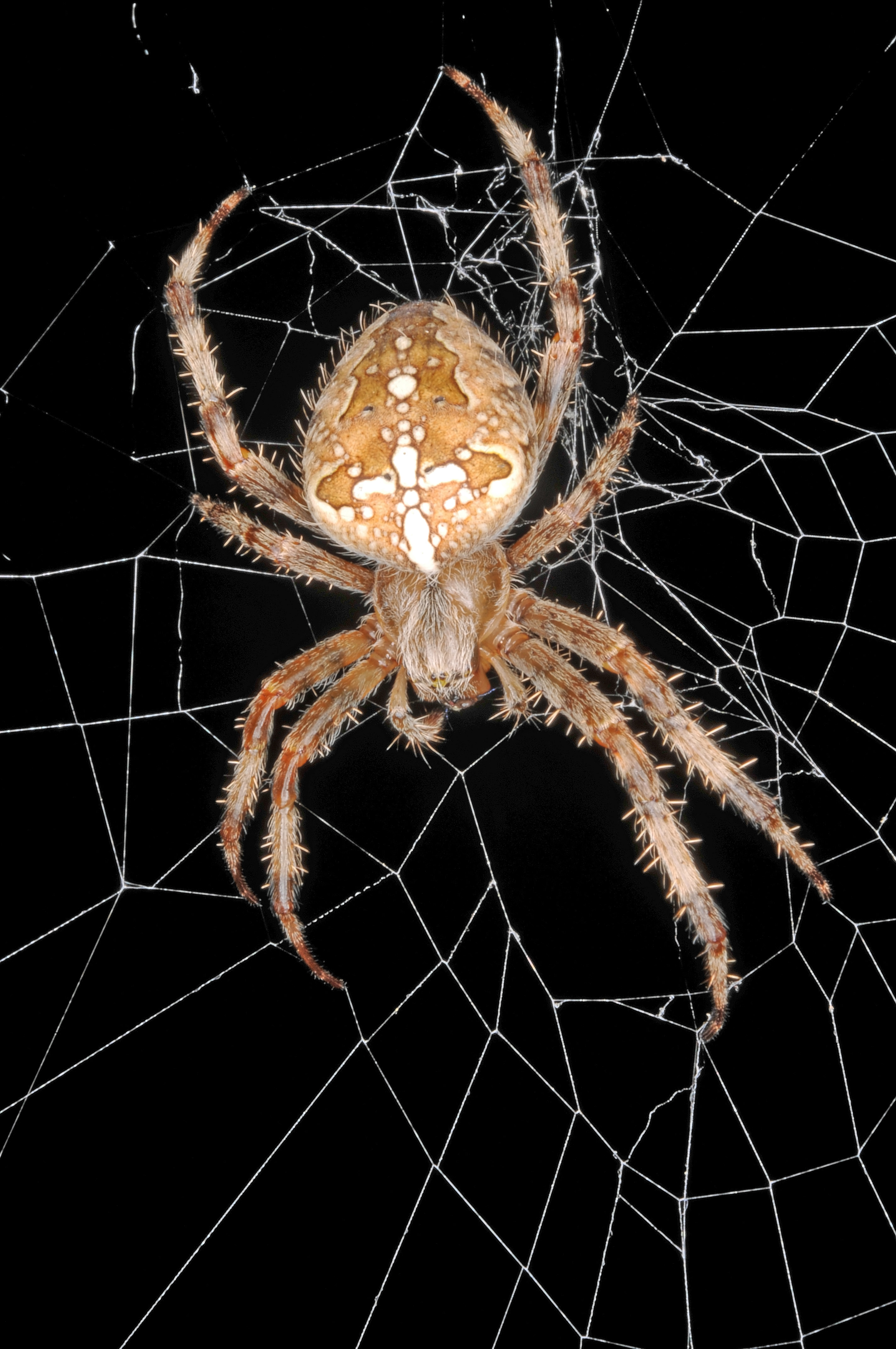 Araneus diadematus (Clerc, 1757) - femelle 1