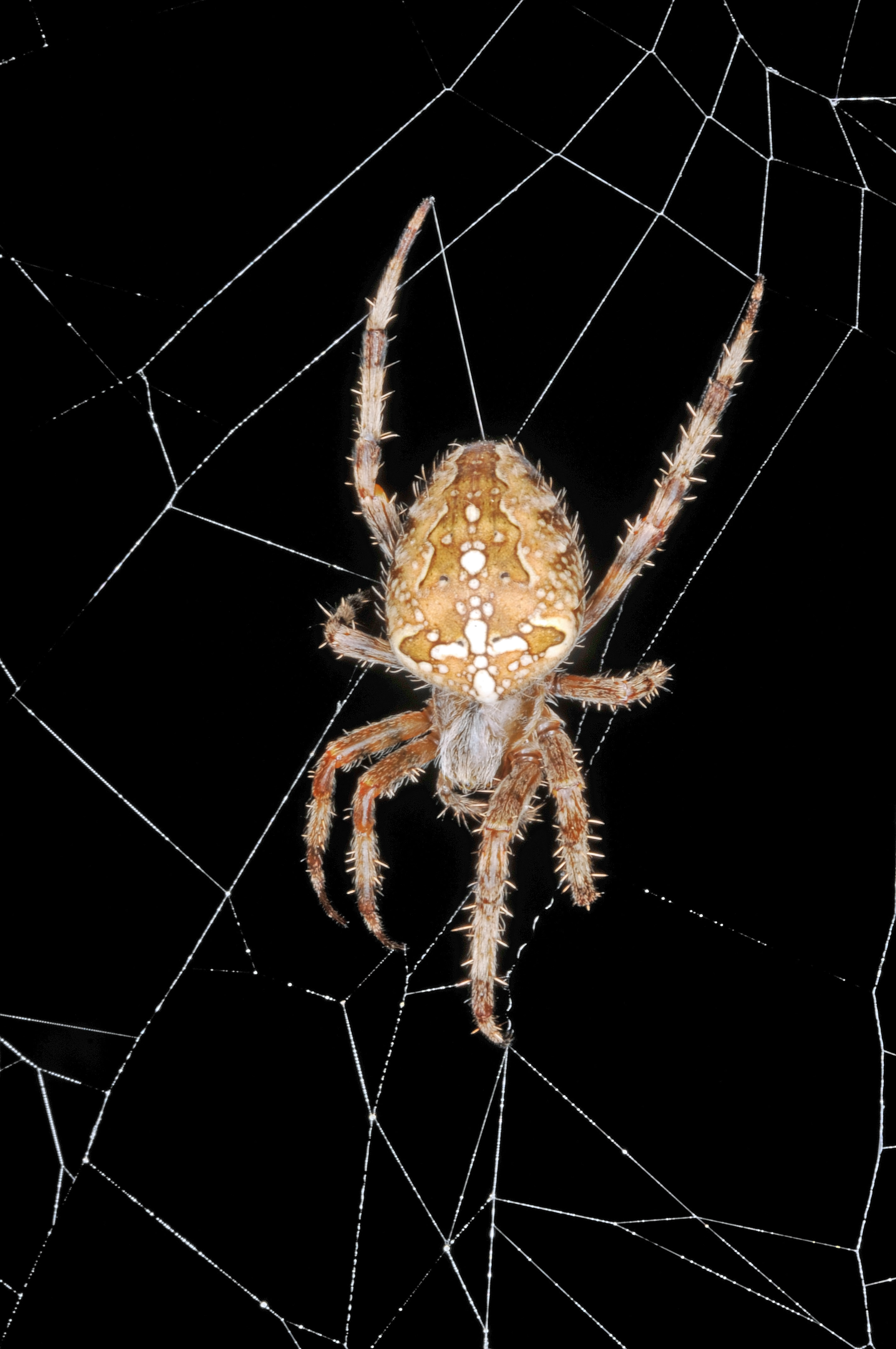 Araneus diadematus (Clerc, 1757) - femelle 3