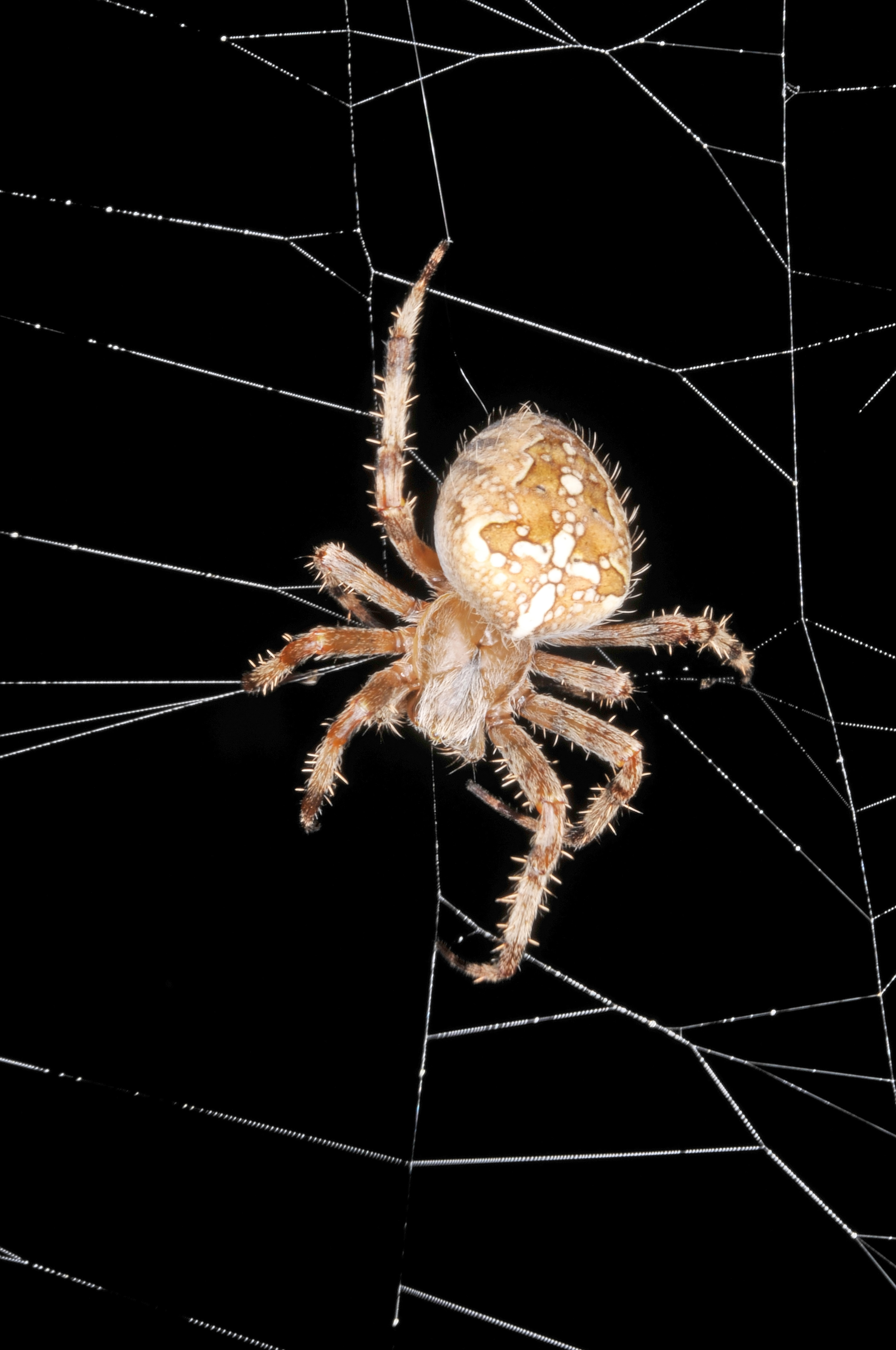 Araneus diadematus (Clerc, 1757) - femelle 4