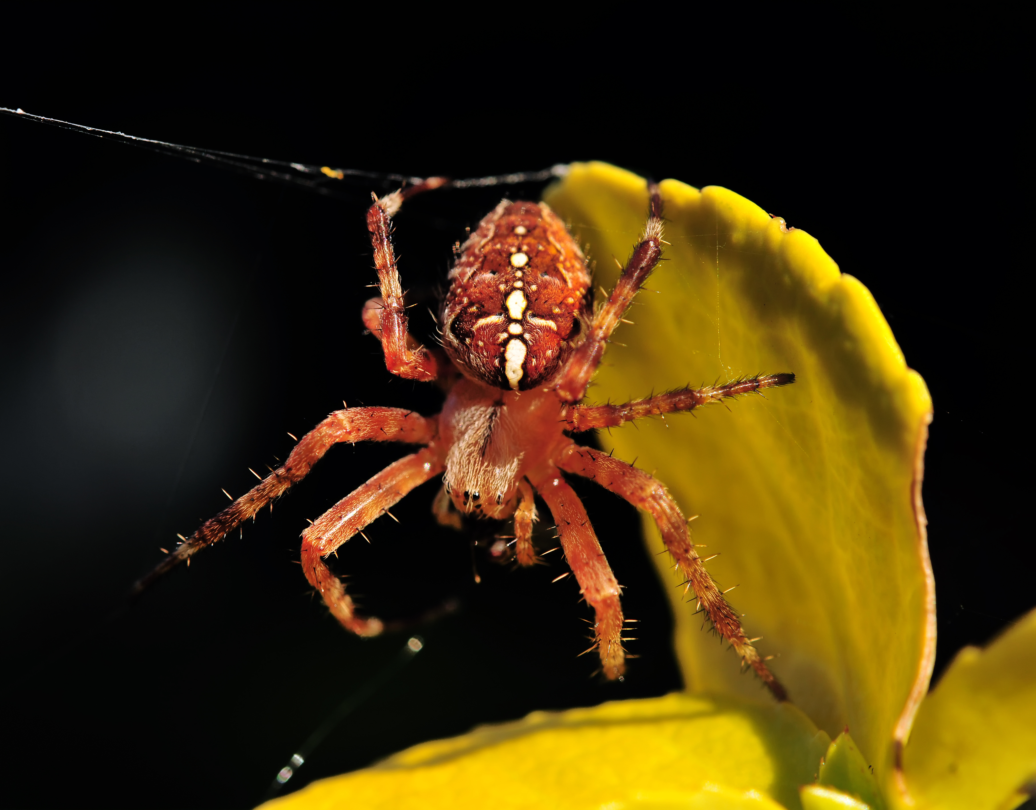 Araneus diadematus (European Garden Spider)
