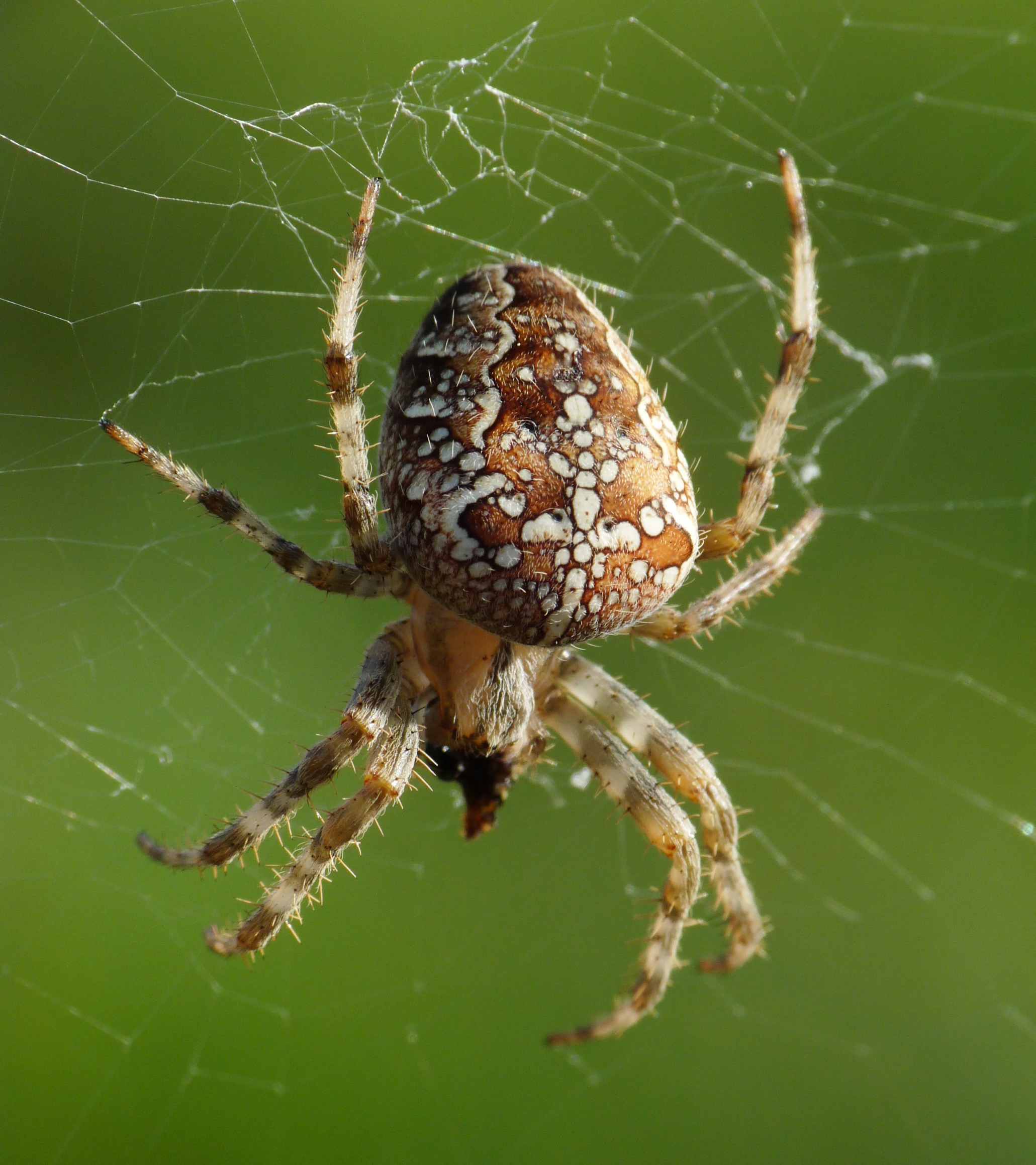 Araneus diadematus, Livorno 1