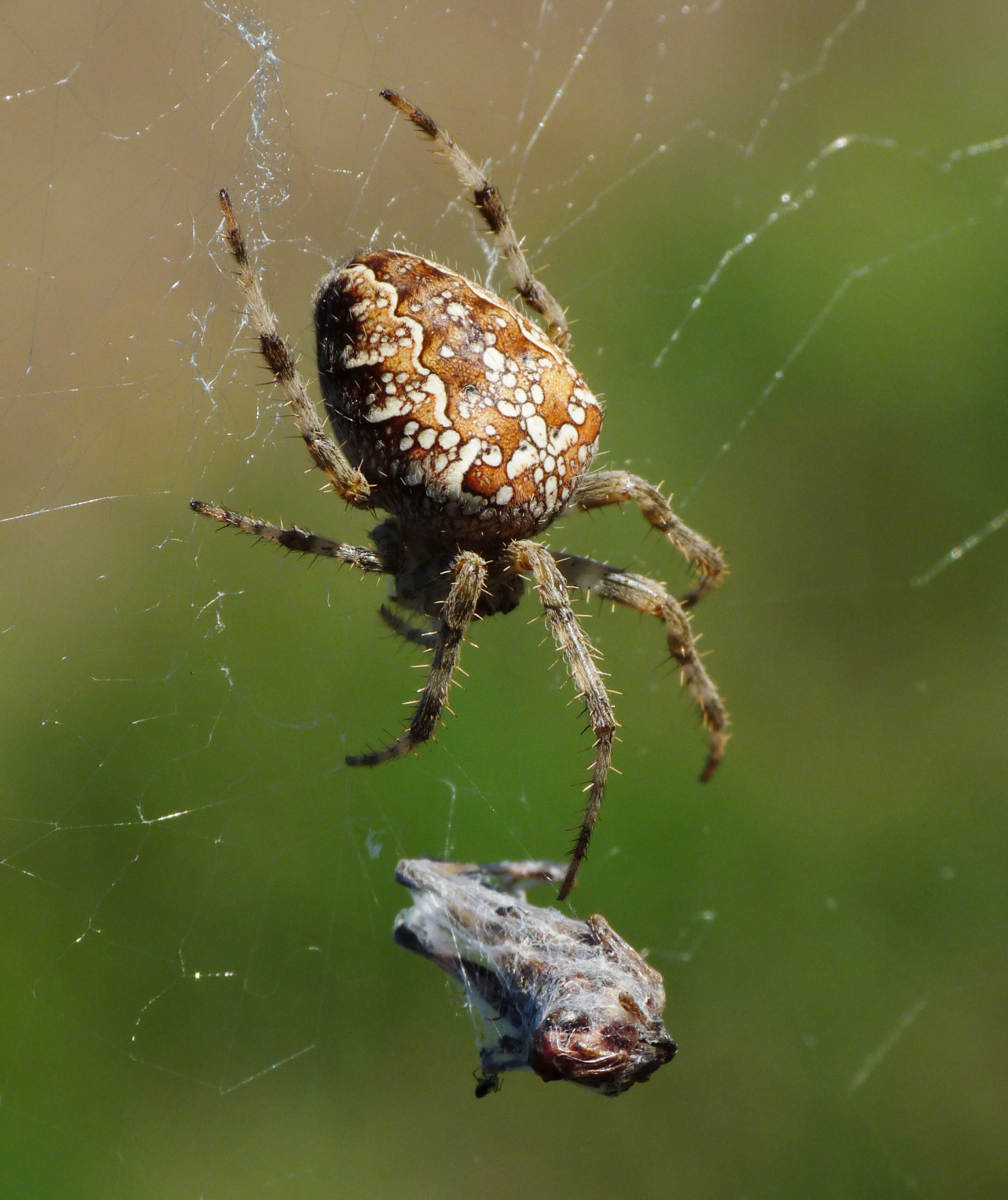 Araneus diadematus, Livorno 2