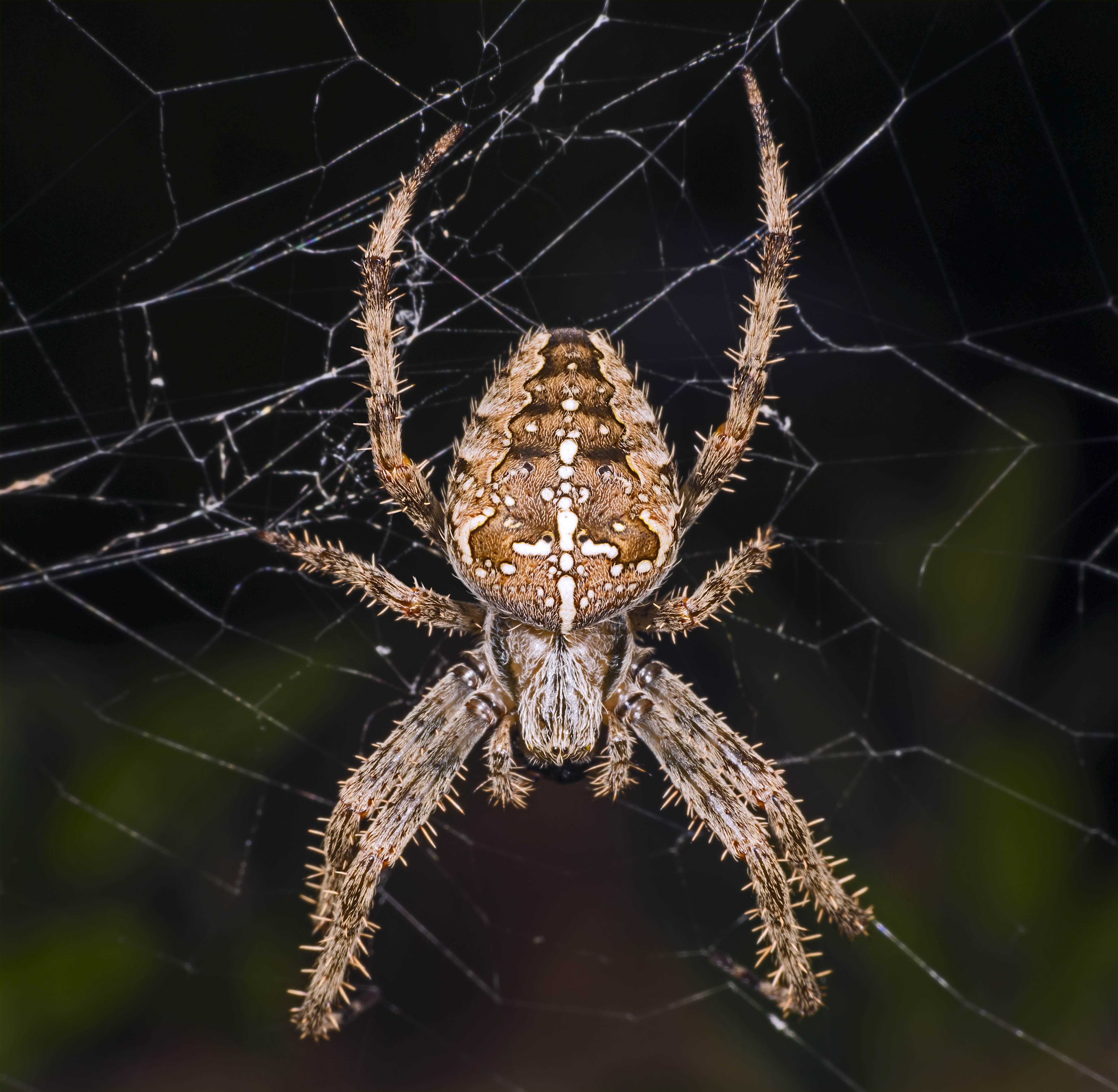 Araneus diadematus MHNT Femelle Fronton