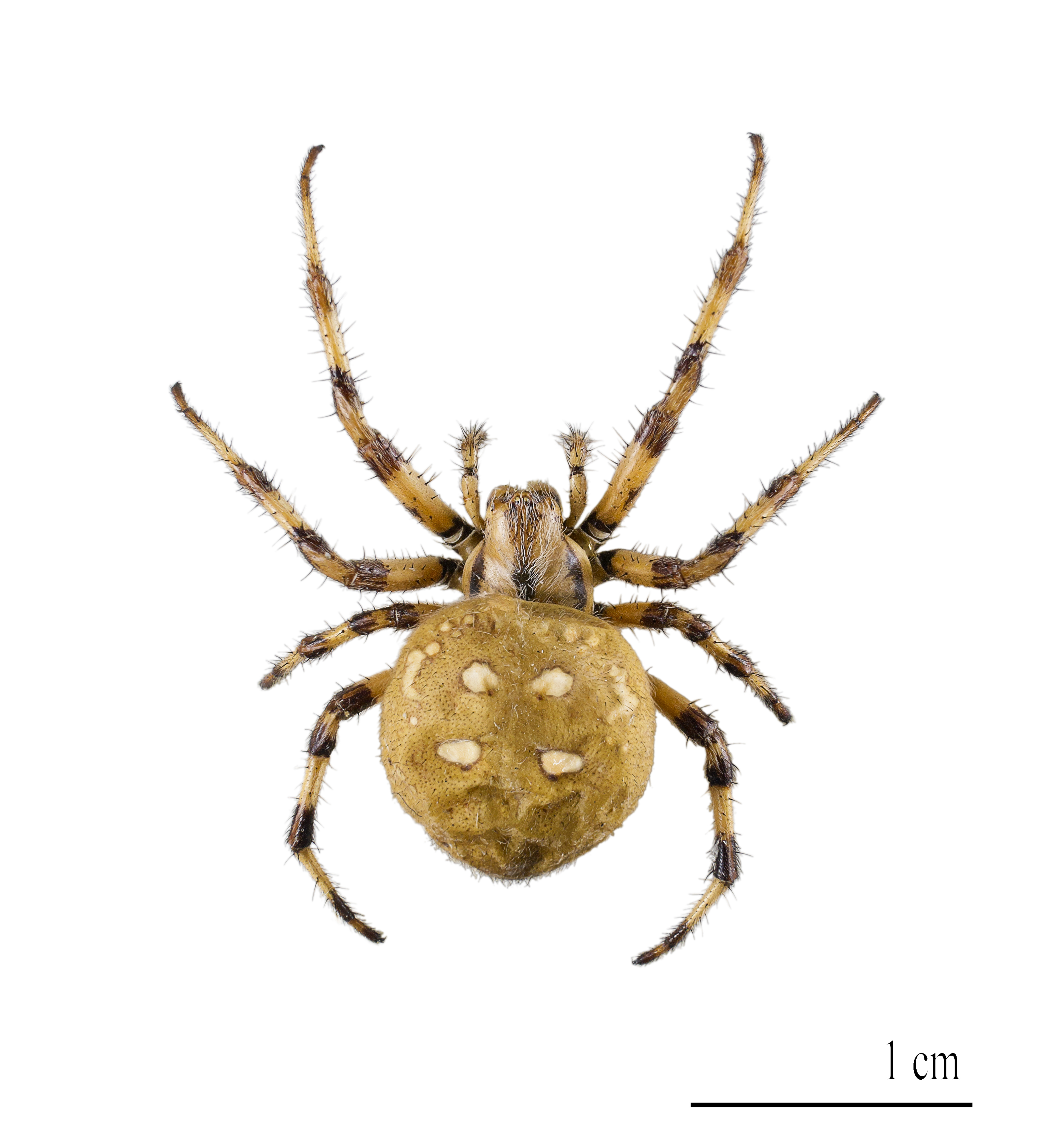 Araneus quadratus MHNT