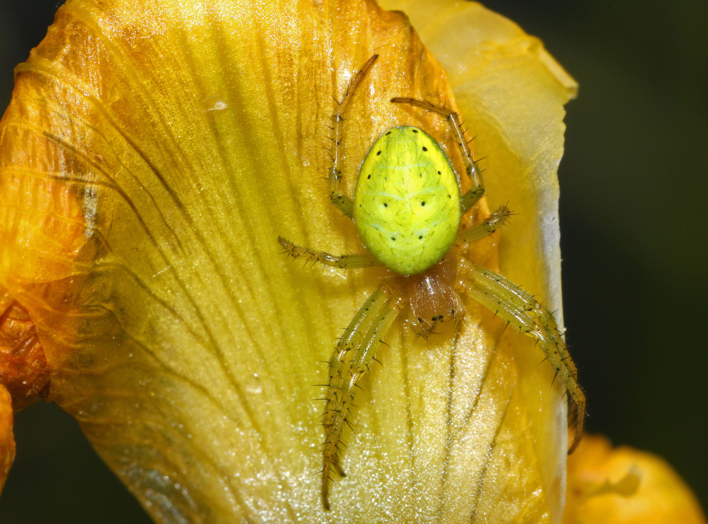 Araniella-cucurbitina-kuerbisspinne