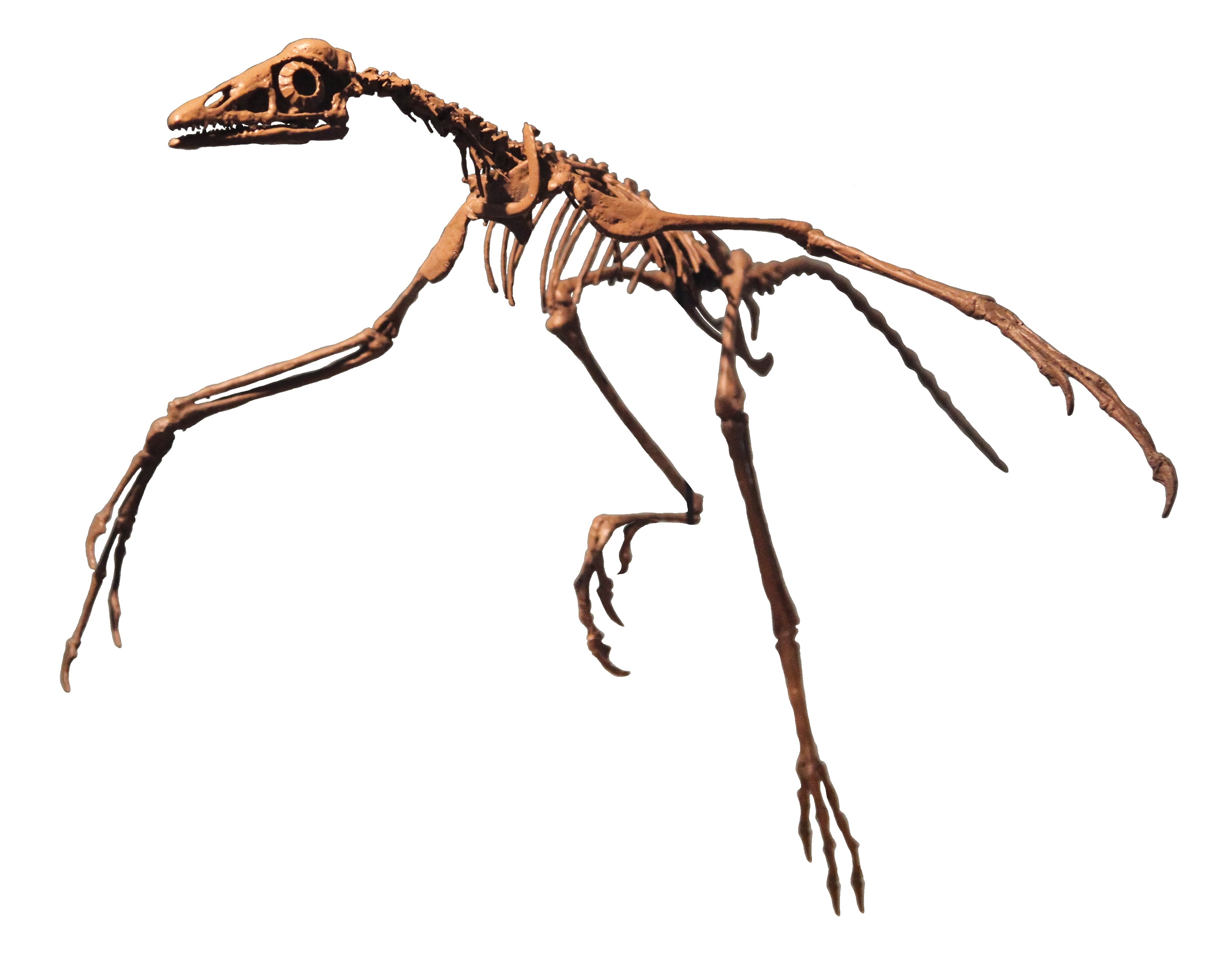 Archaeopteryx Philadelphia white background