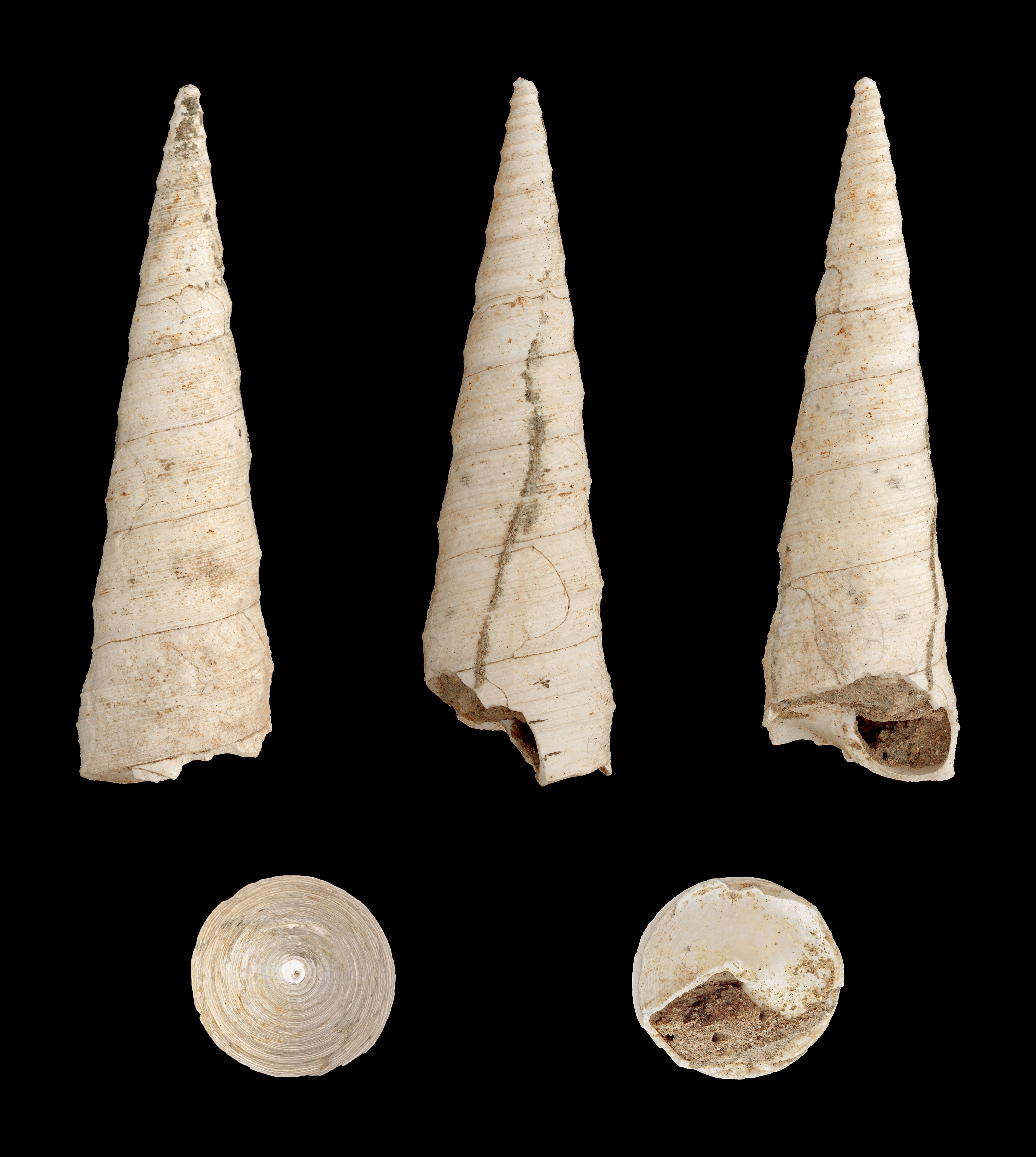 Archimediella spirata 01