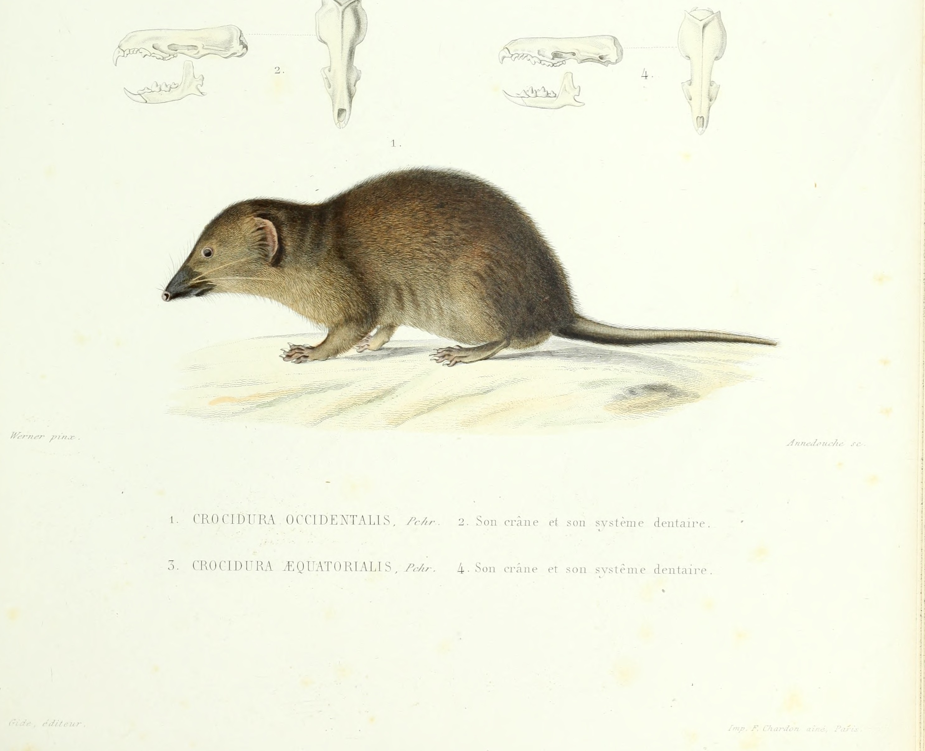 Archives du Muséum d'histoire naturelle (1836) (20326494455)