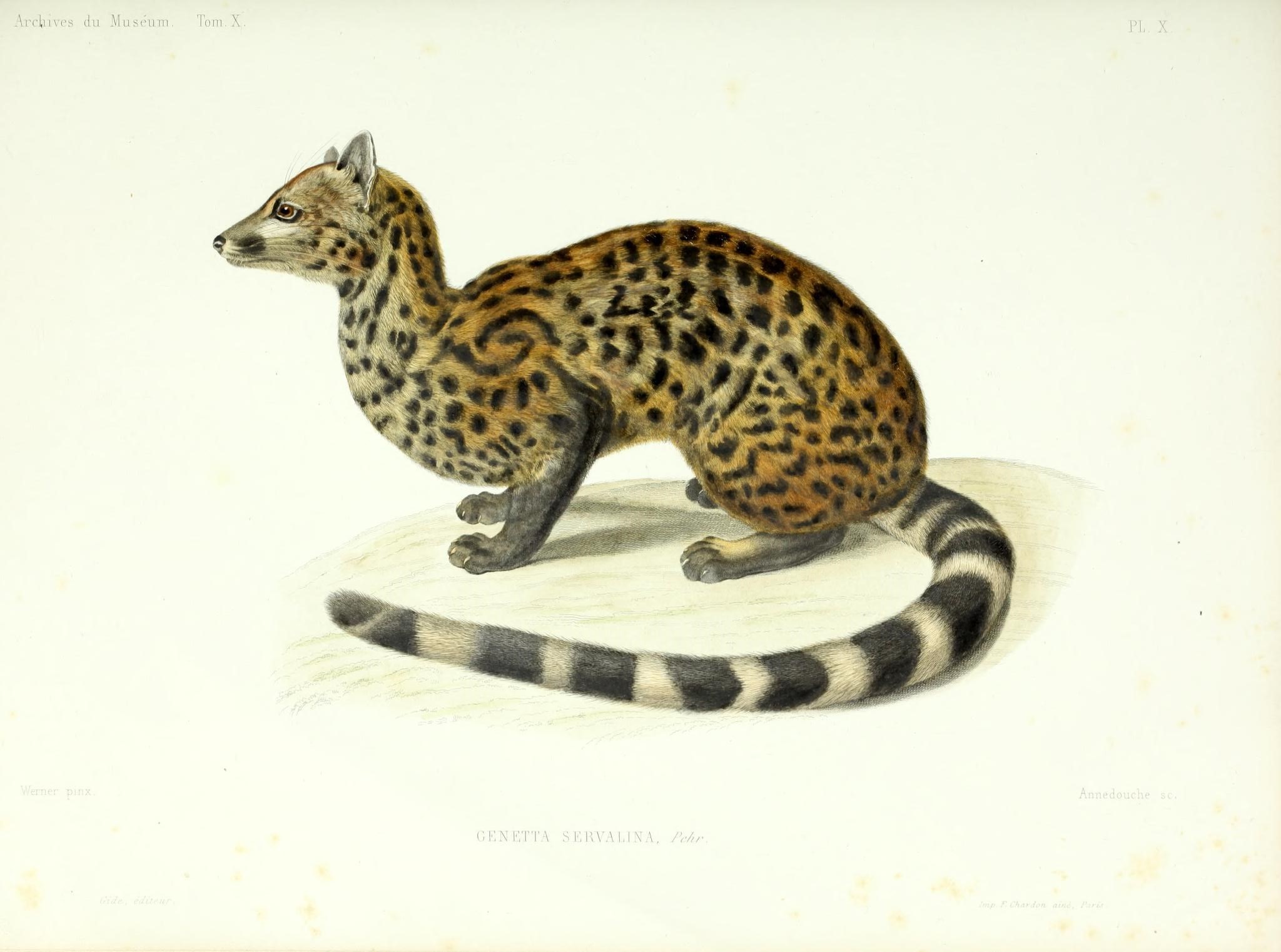 Archives du Muséum d'Histoire Naturelle, Paris (20092059686)