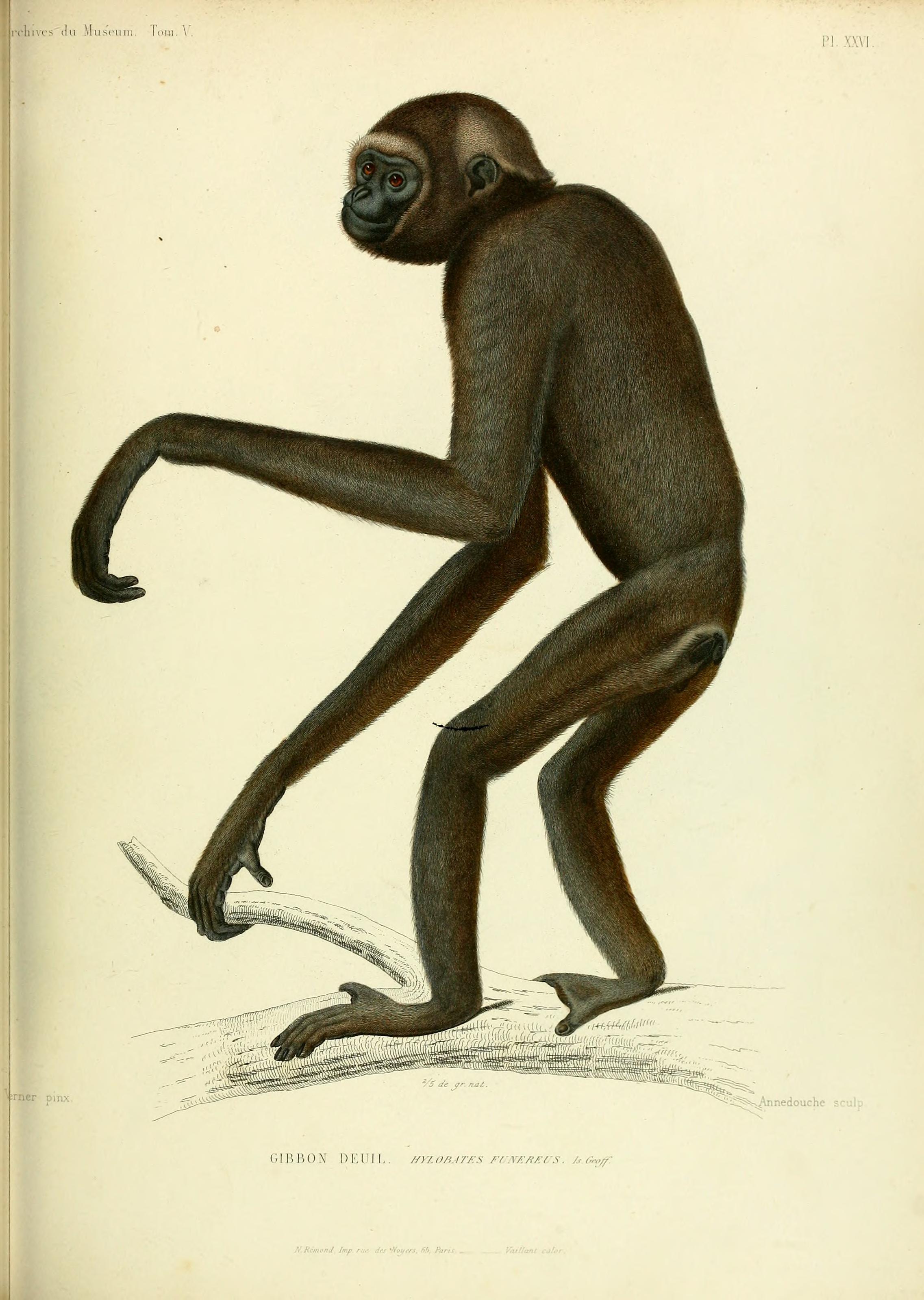 Archives du Muséum d'Histoire Naturelle, Paris BHL25099476