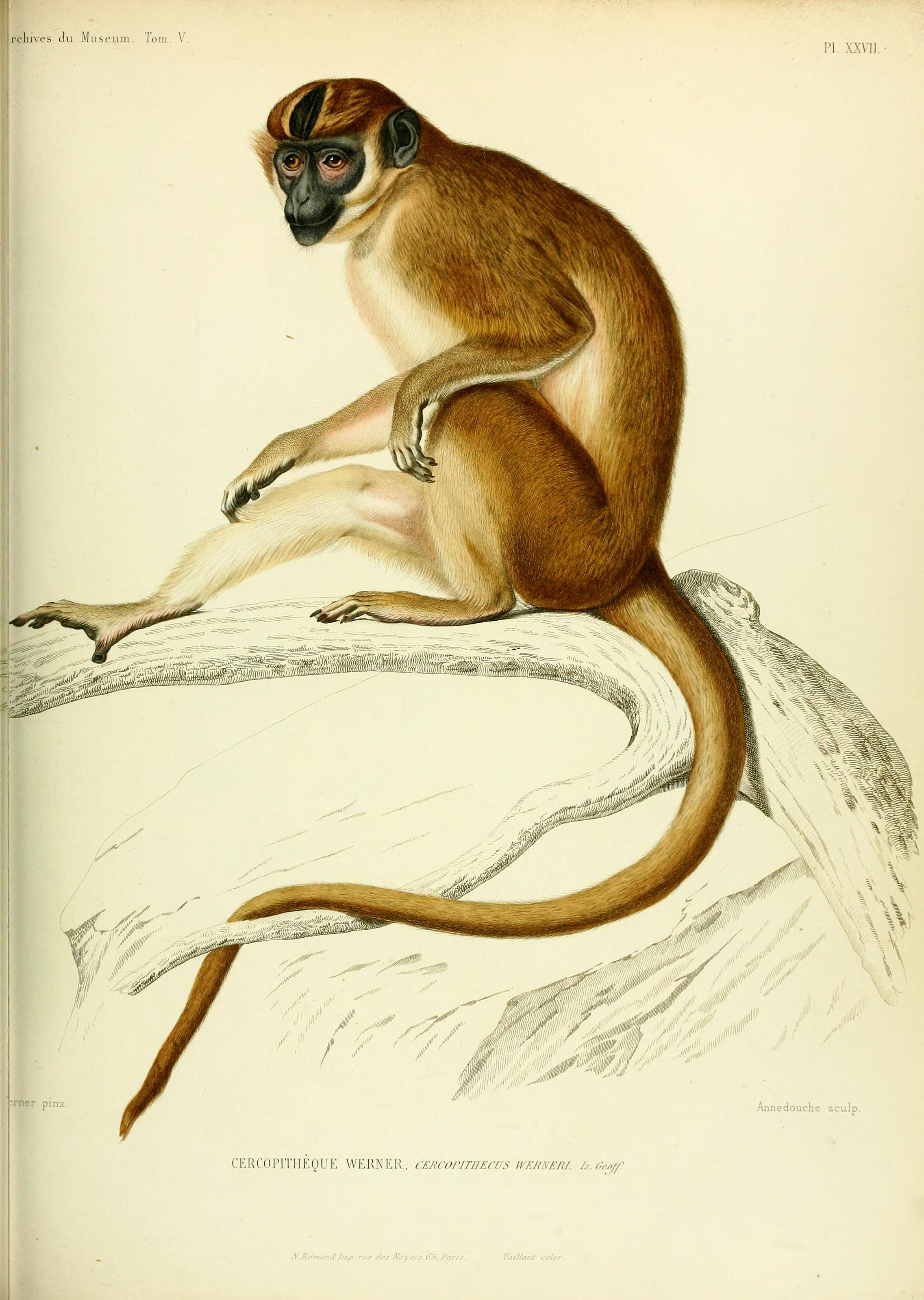 Archives du Muséum d'Histoire Naturelle, Paris BHL25099478