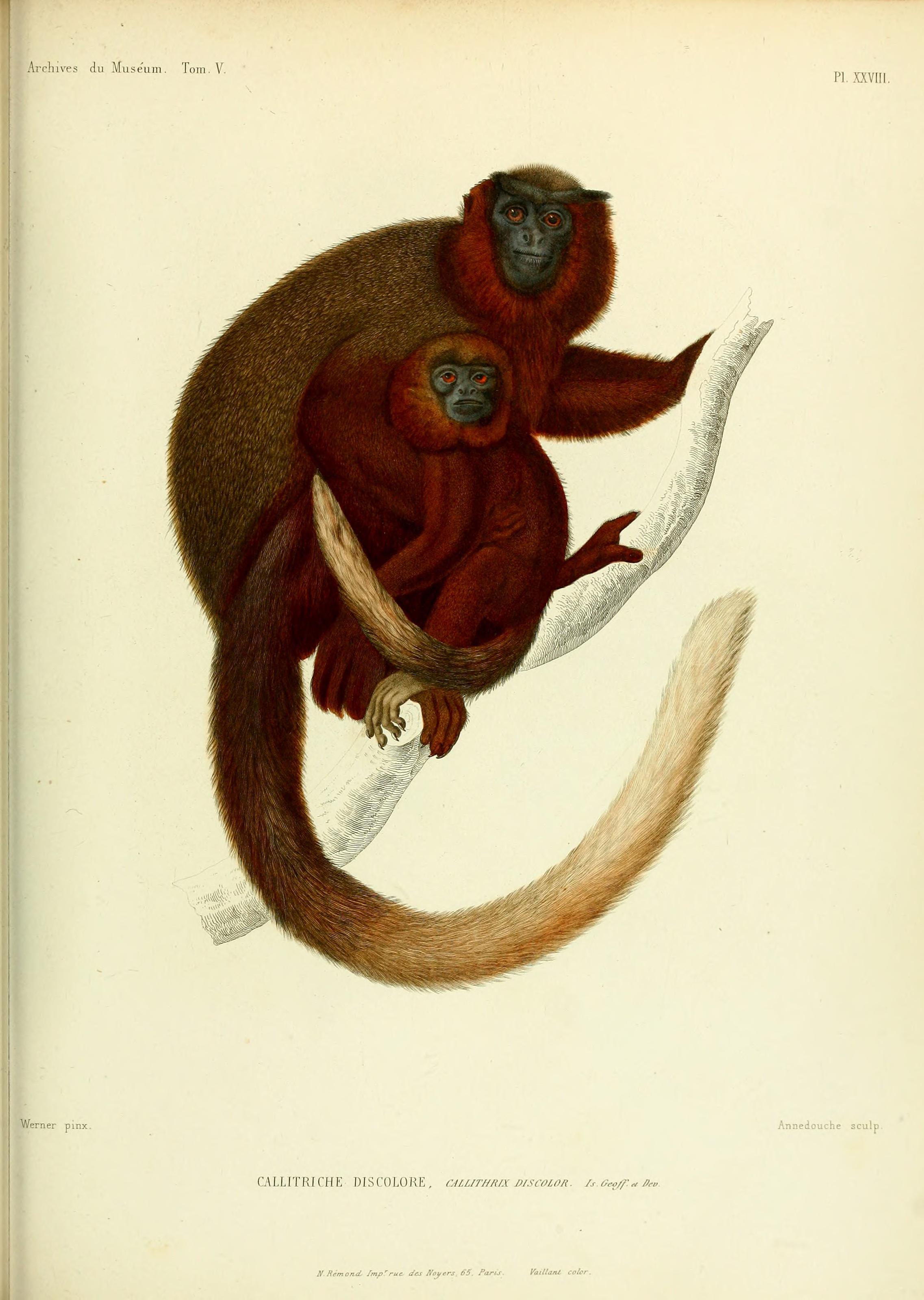 Archives du Muséum d'Histoire Naturelle, Paris BHL25099480