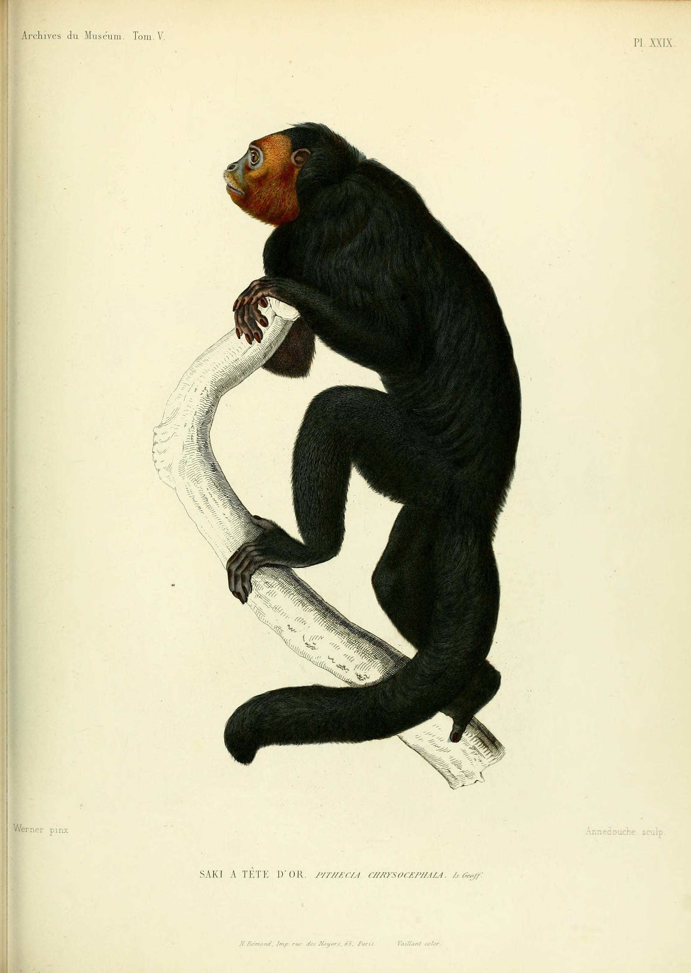 Archives du Muséum d'Histoire Naturelle, Paris BHL25099482