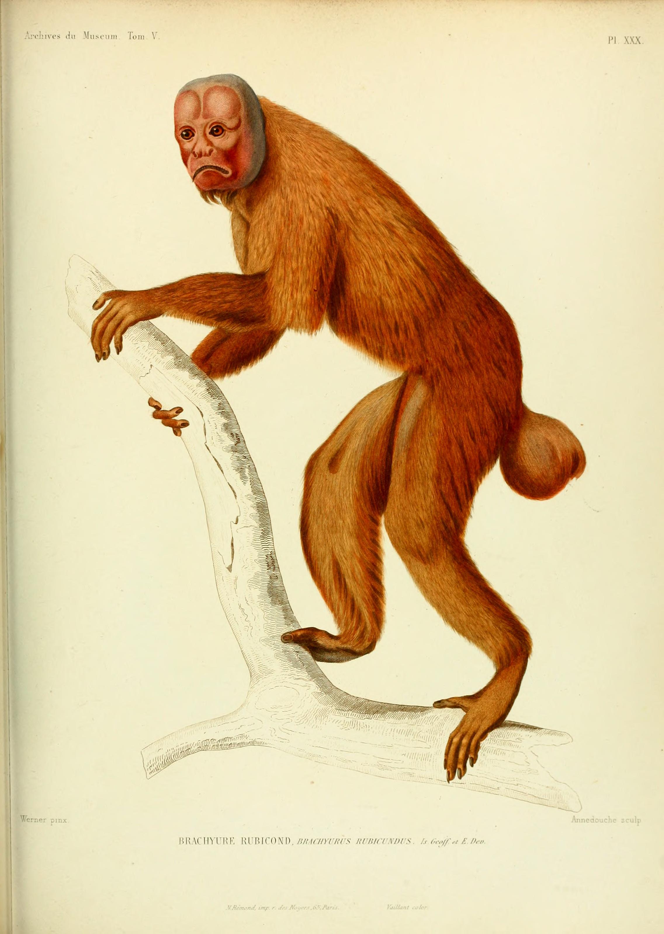 Archives du Muséum d'Histoire Naturelle, Paris BHL25099484