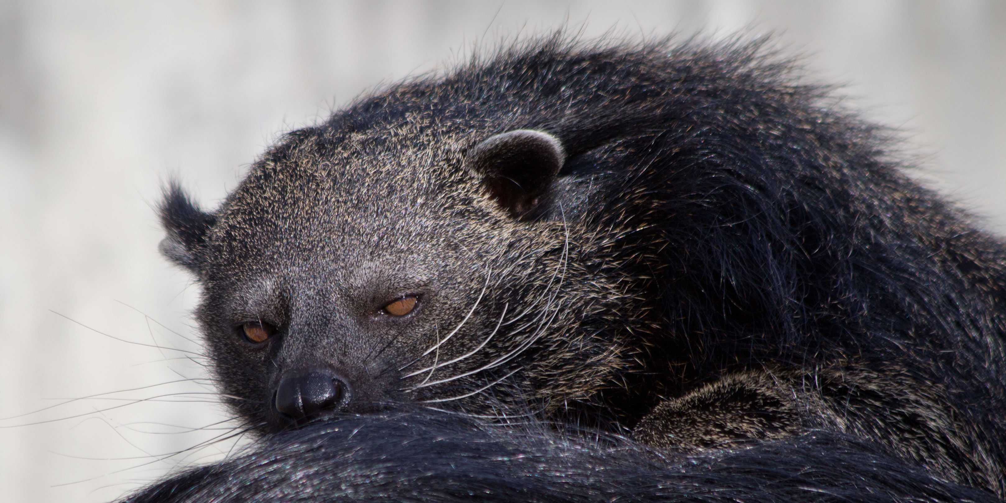 Arctictis binturong - 02