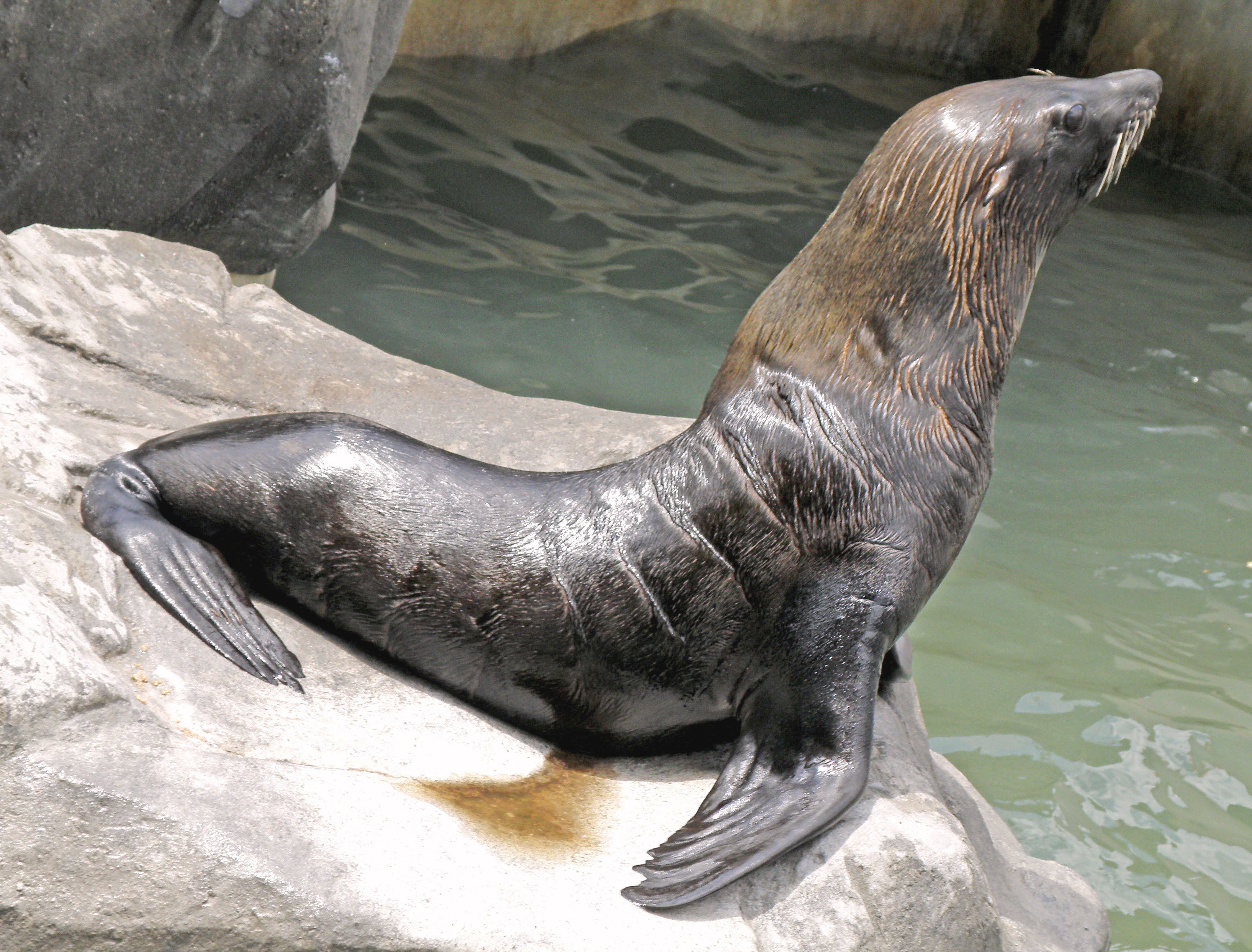 Arctophoca australis australis (3)