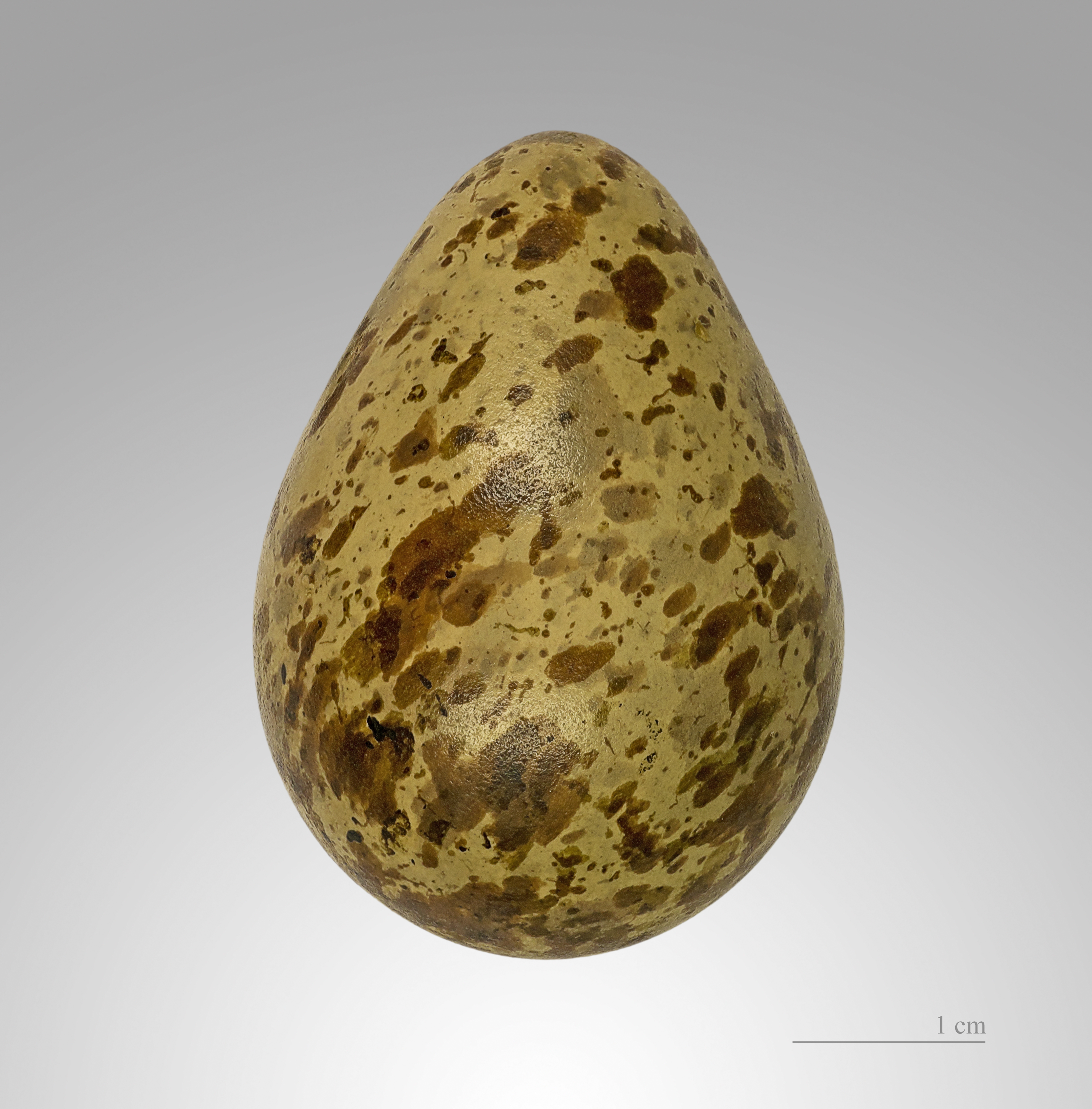 Arenaria interpres MHNT