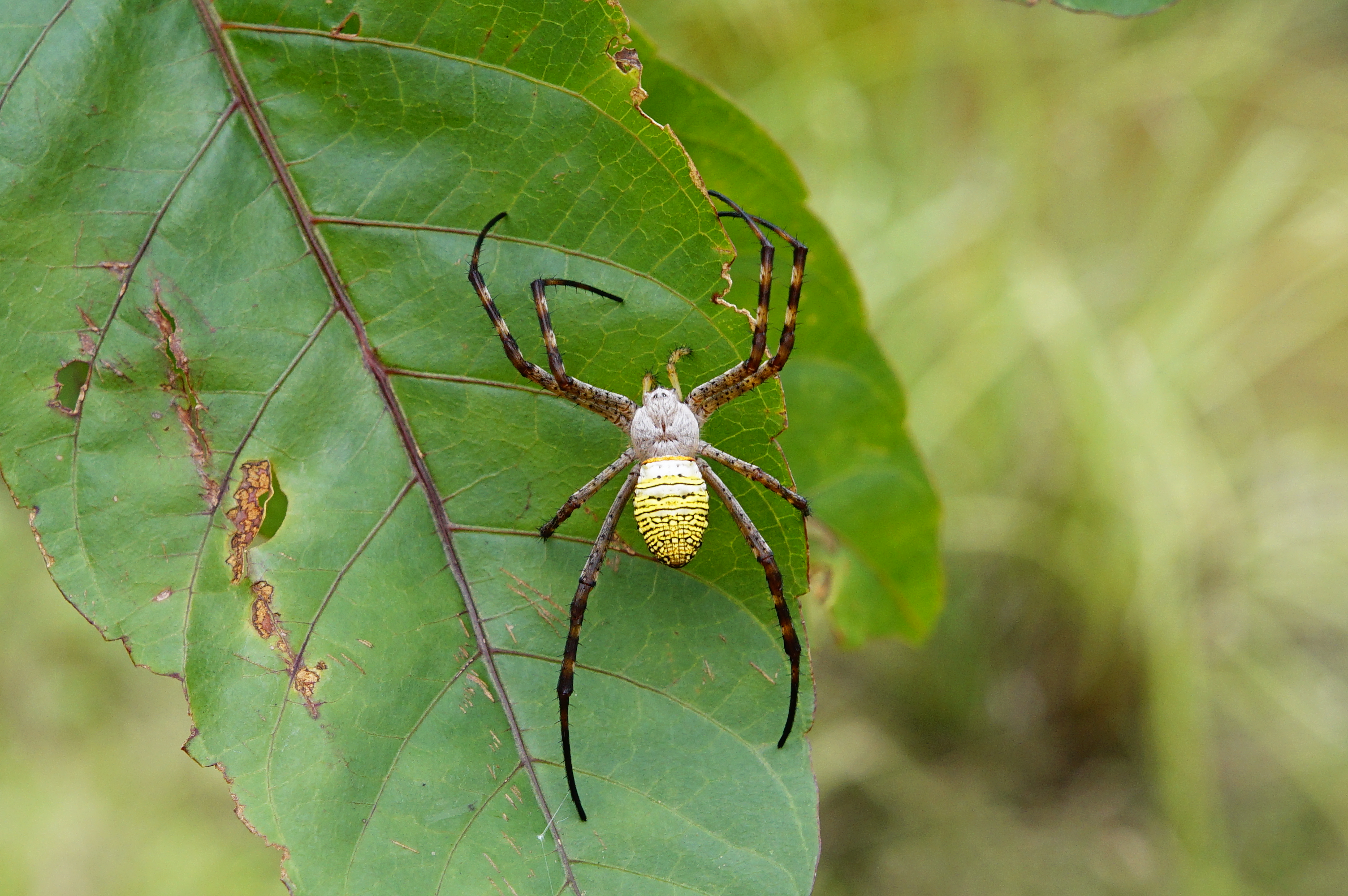 Argiope aemula- female 5631