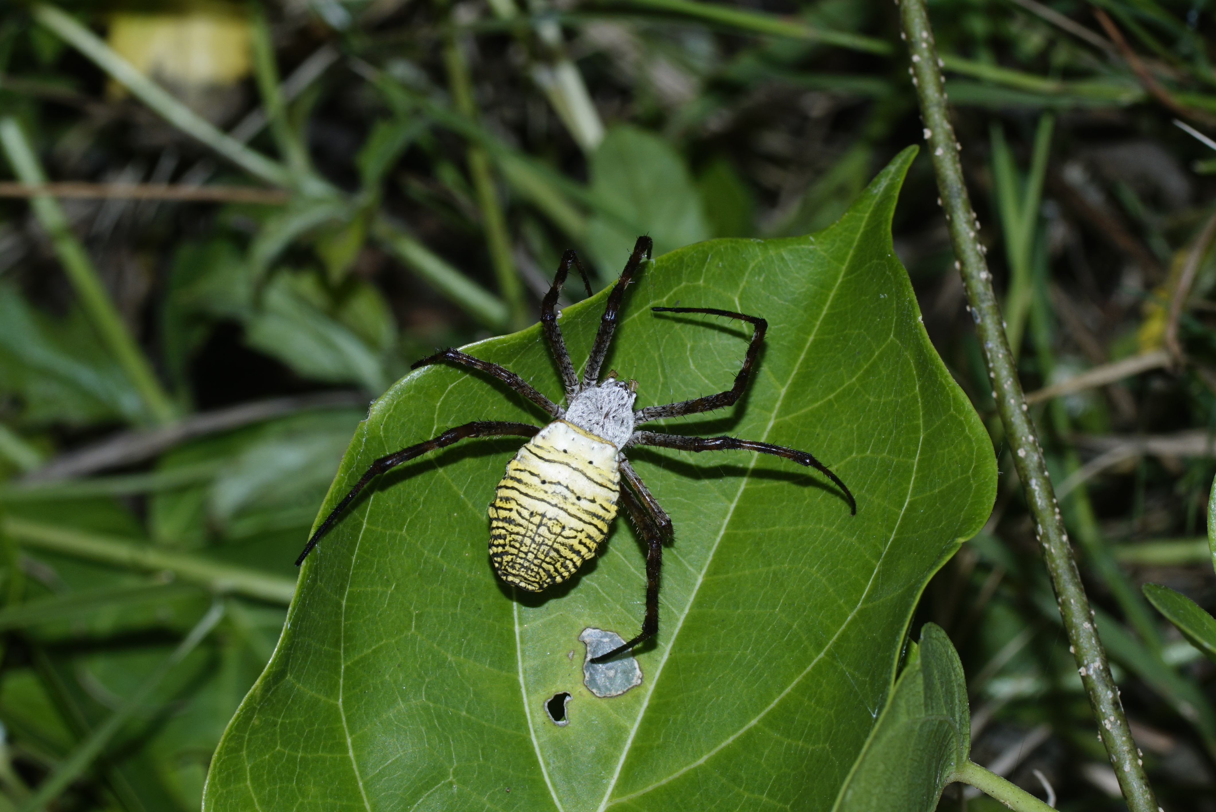 Argiope aemula 5738