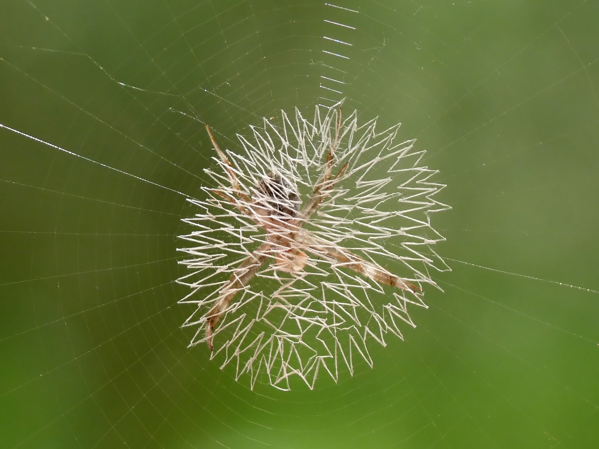 Argiope at Kadavoor