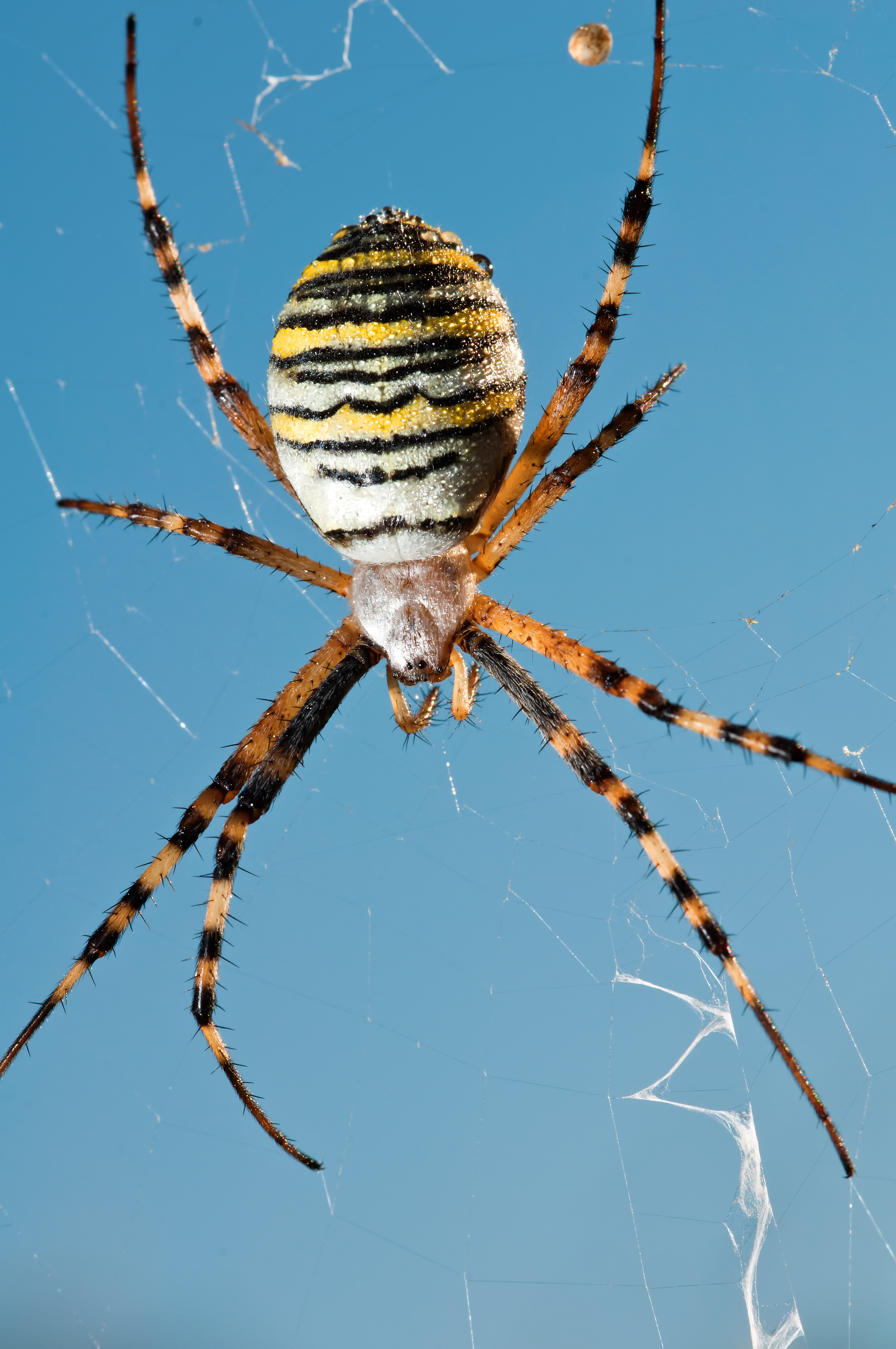 Argiope bruennichi-female