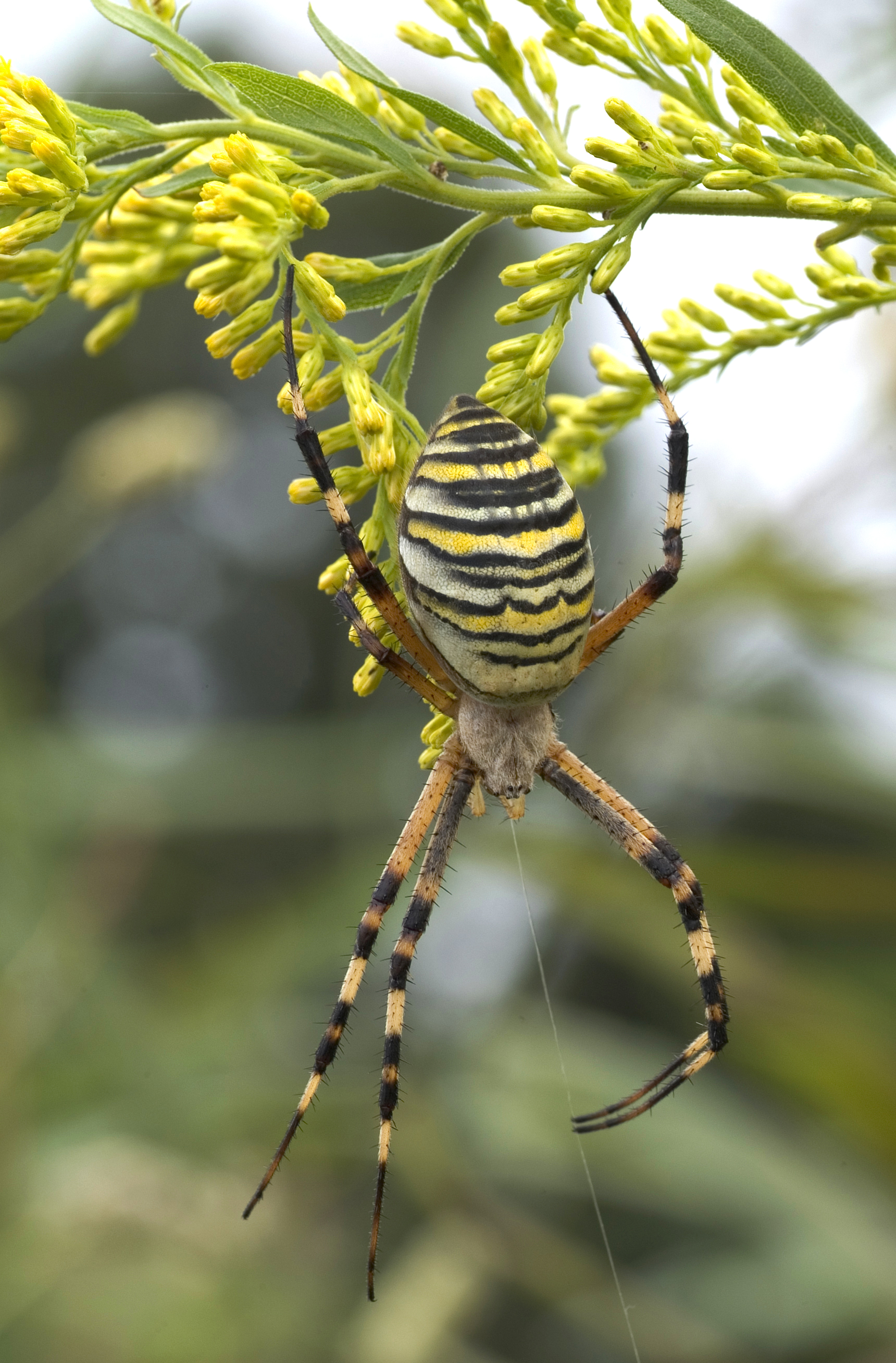 Argiope bruennichi 08Oct10