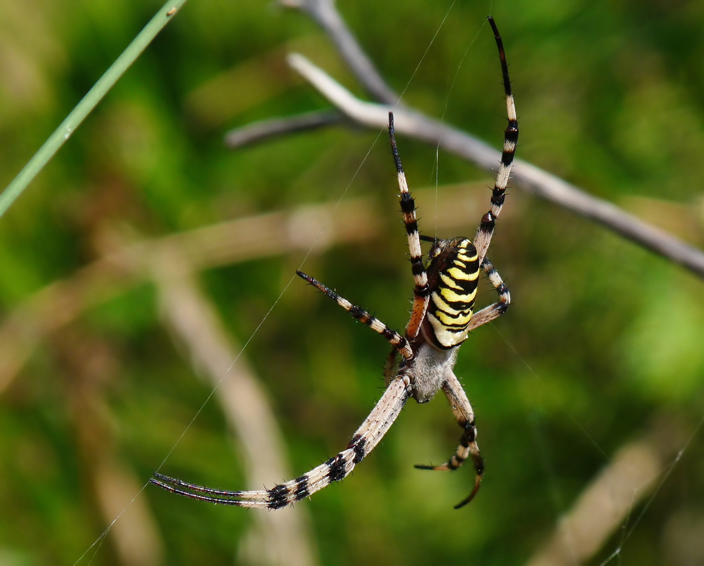 Argiope bruennichi, Livorno 1