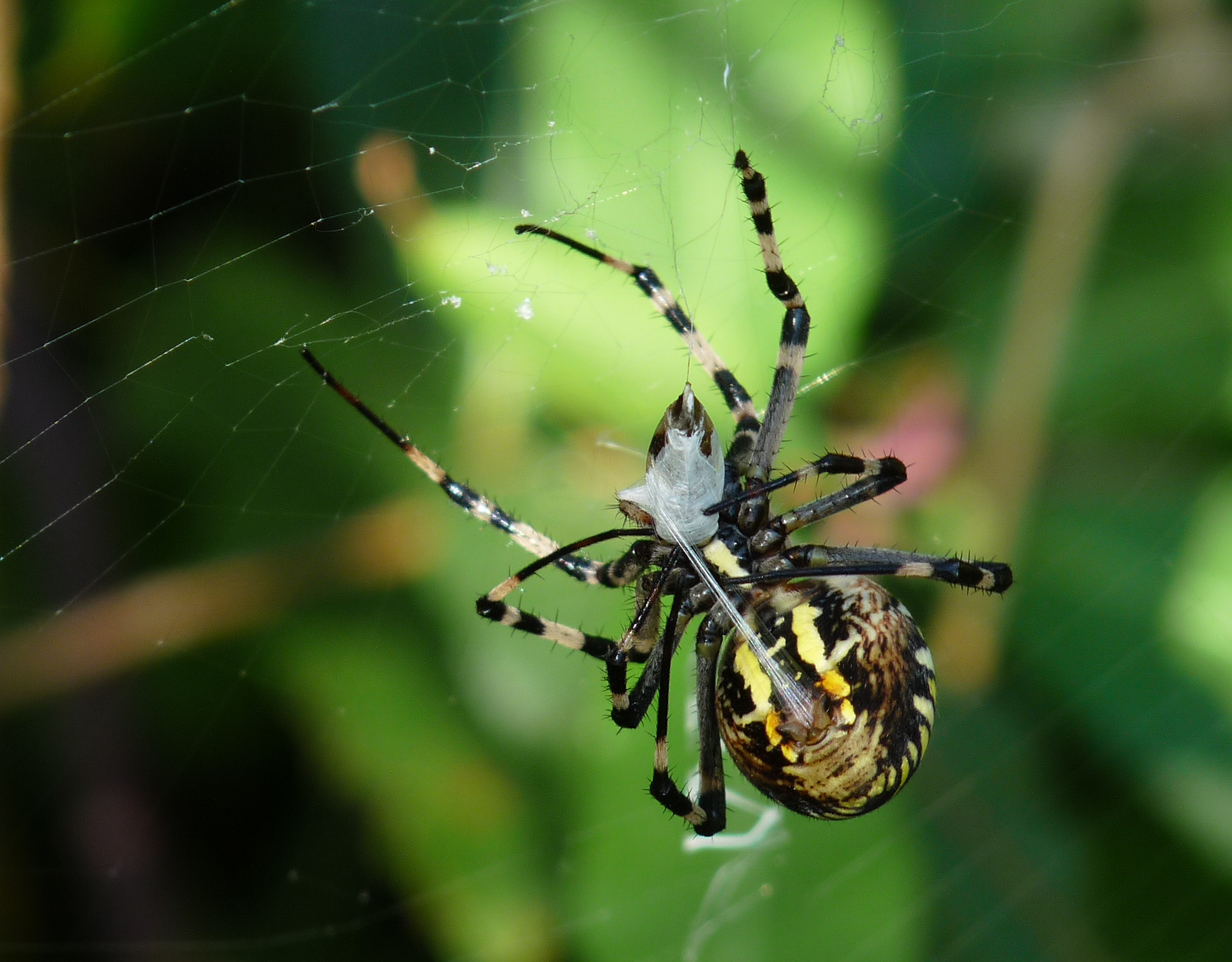 Argiope bruennichi Cornacchiaia 1