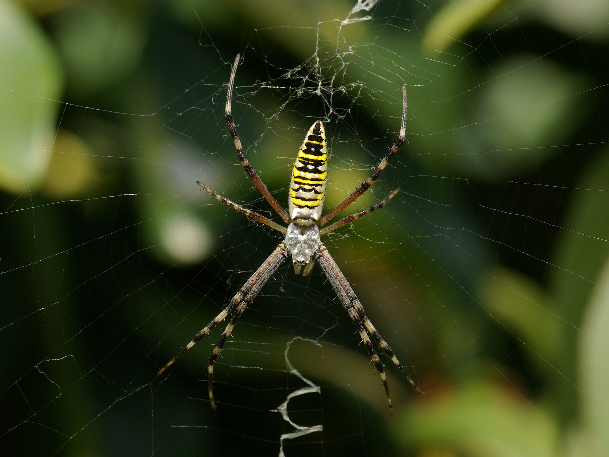 Argiope bruennichi QXGA