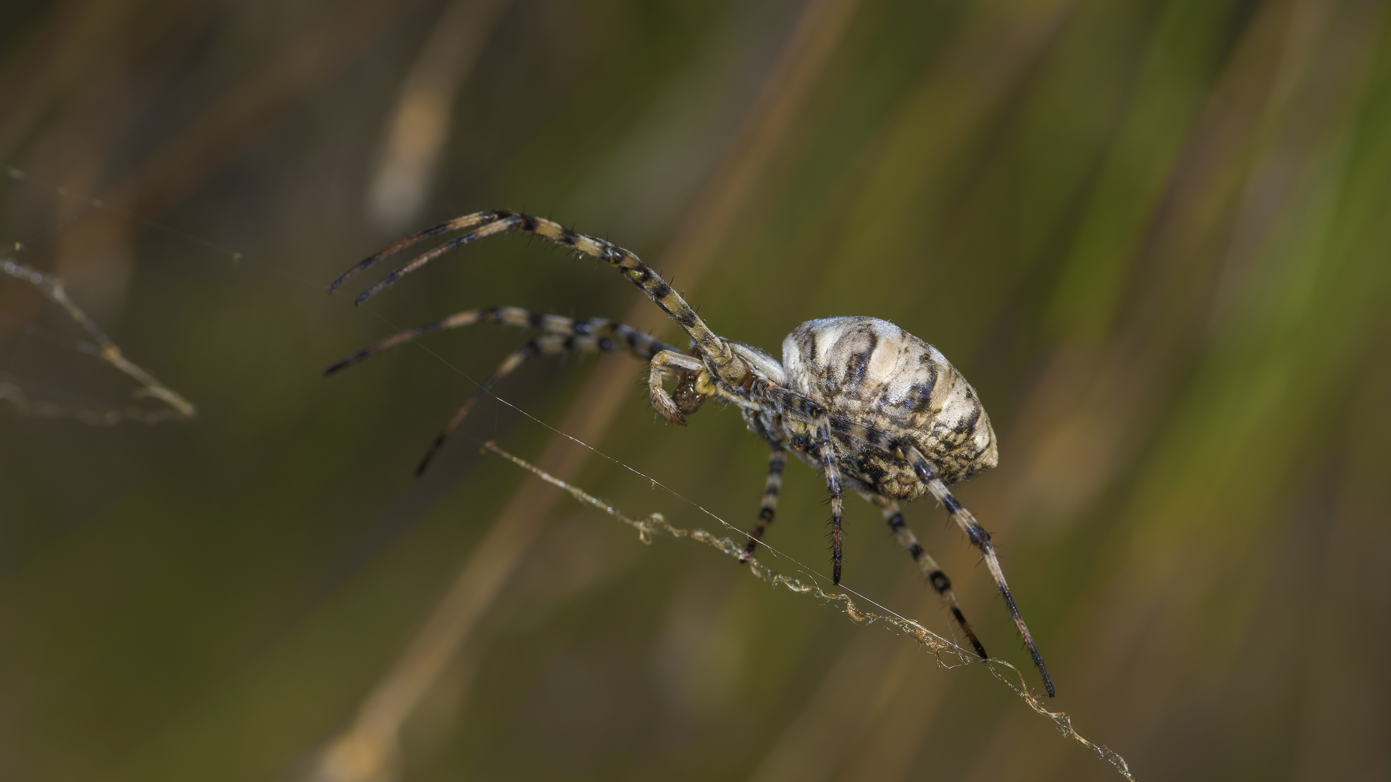 Argiope lobata, female. Villeveyrac 02