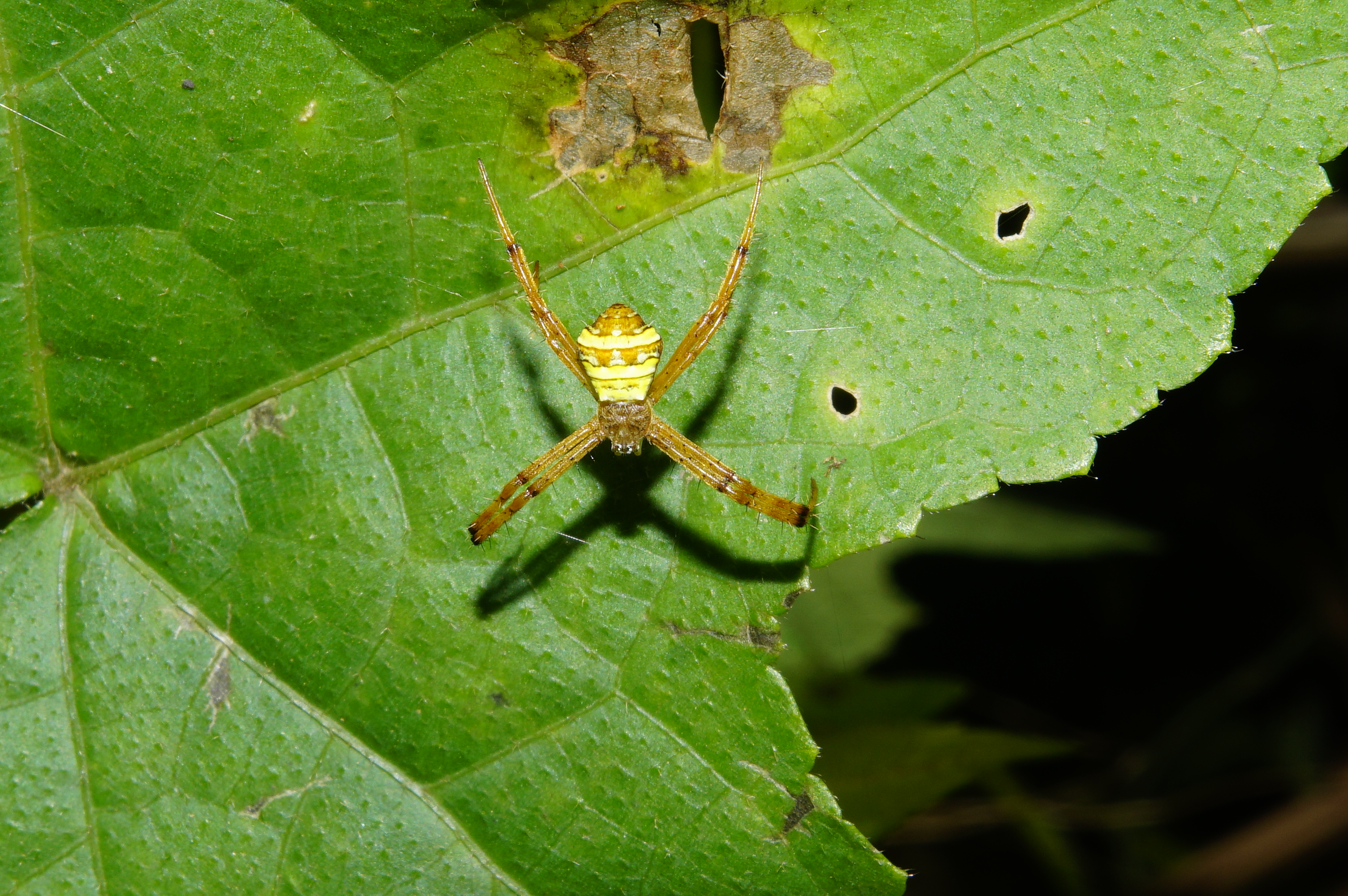 Argiope sp 3290