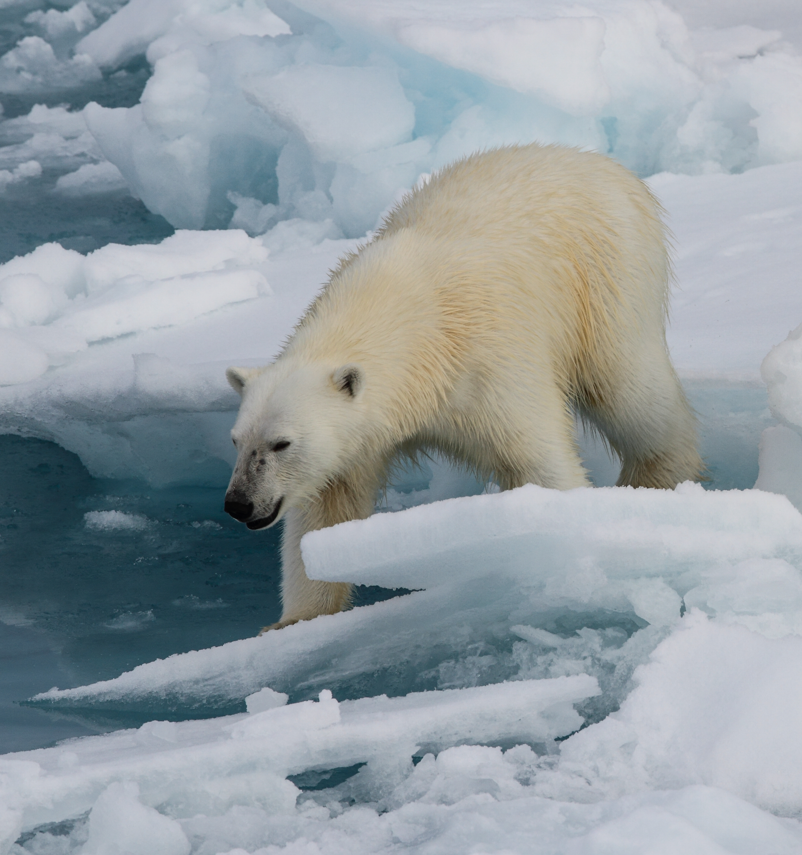 Arth wen Ursus maritimus
