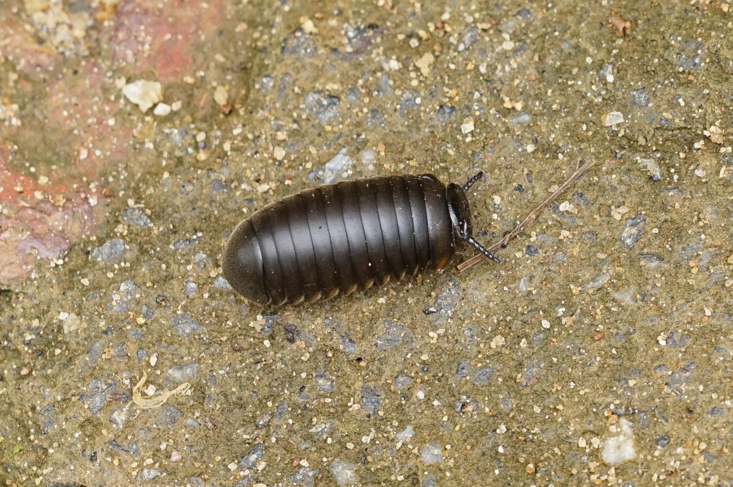 Arthrosphaeridae 8240