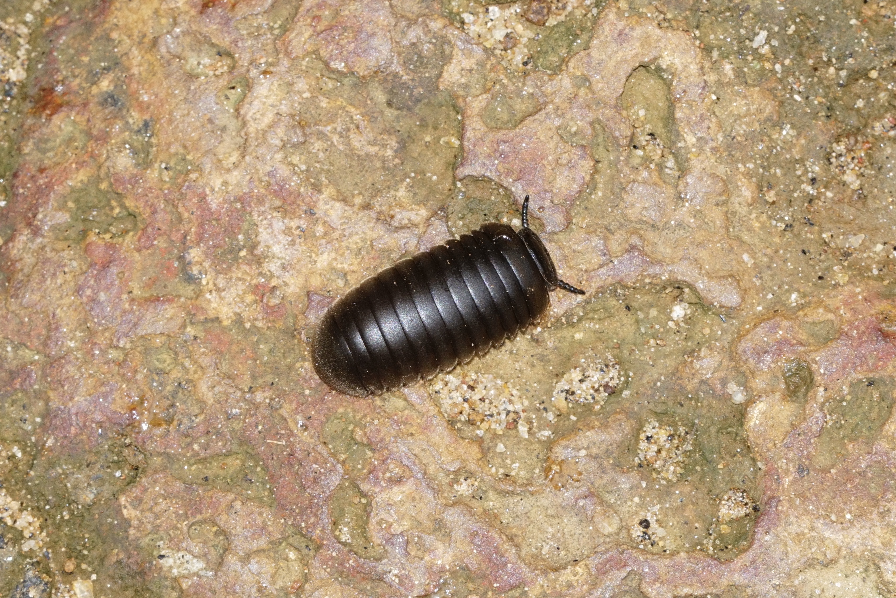 Arthrosphaeridae 8257 (cropped)