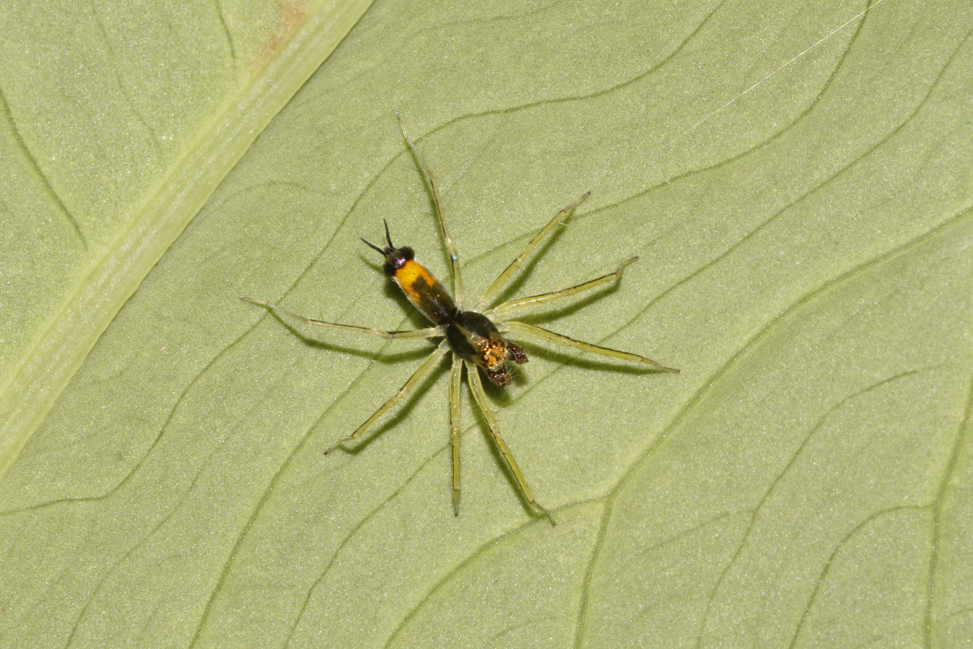 Asemonea tenuipes 5559