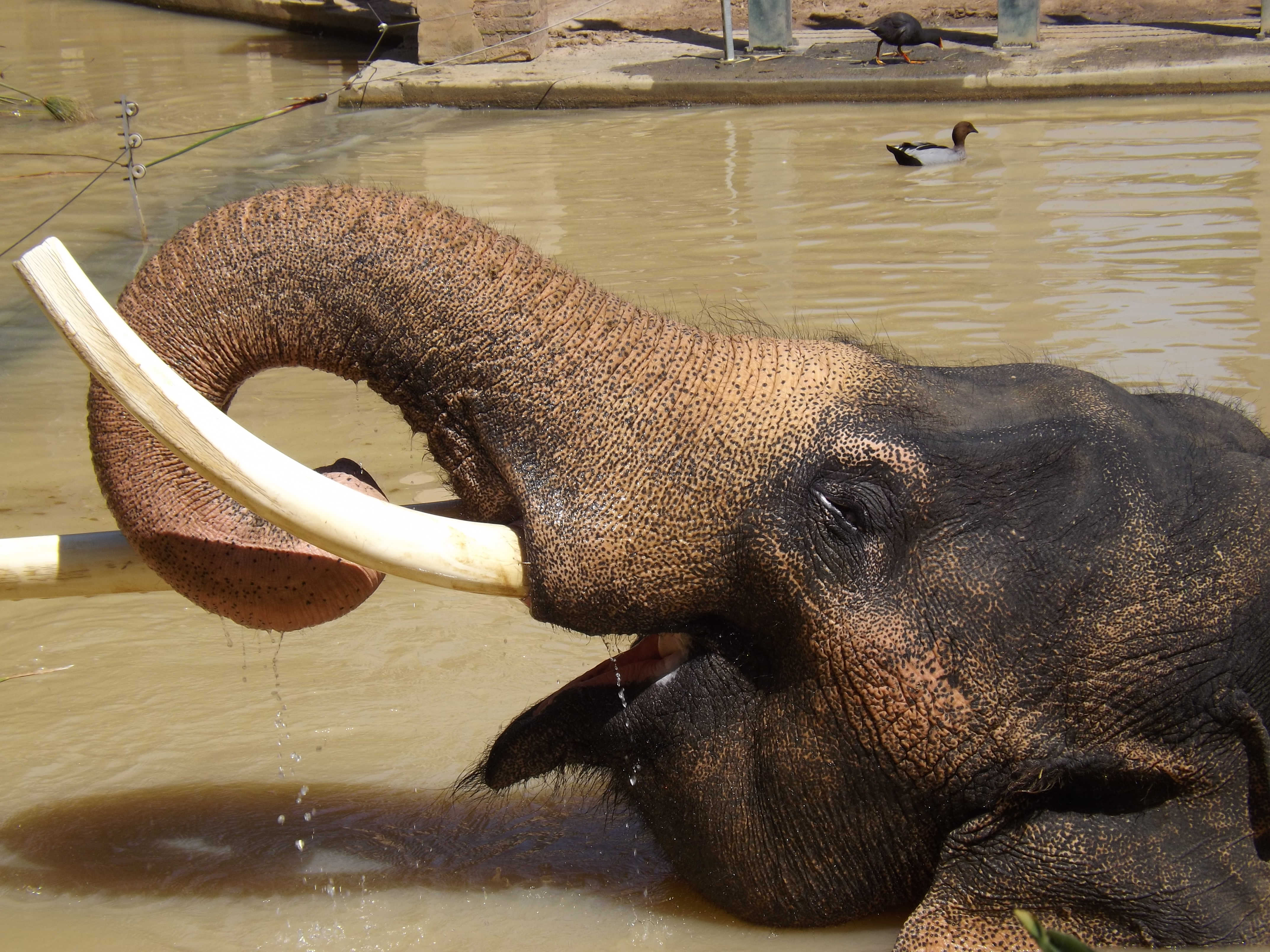Asian Elephant 10