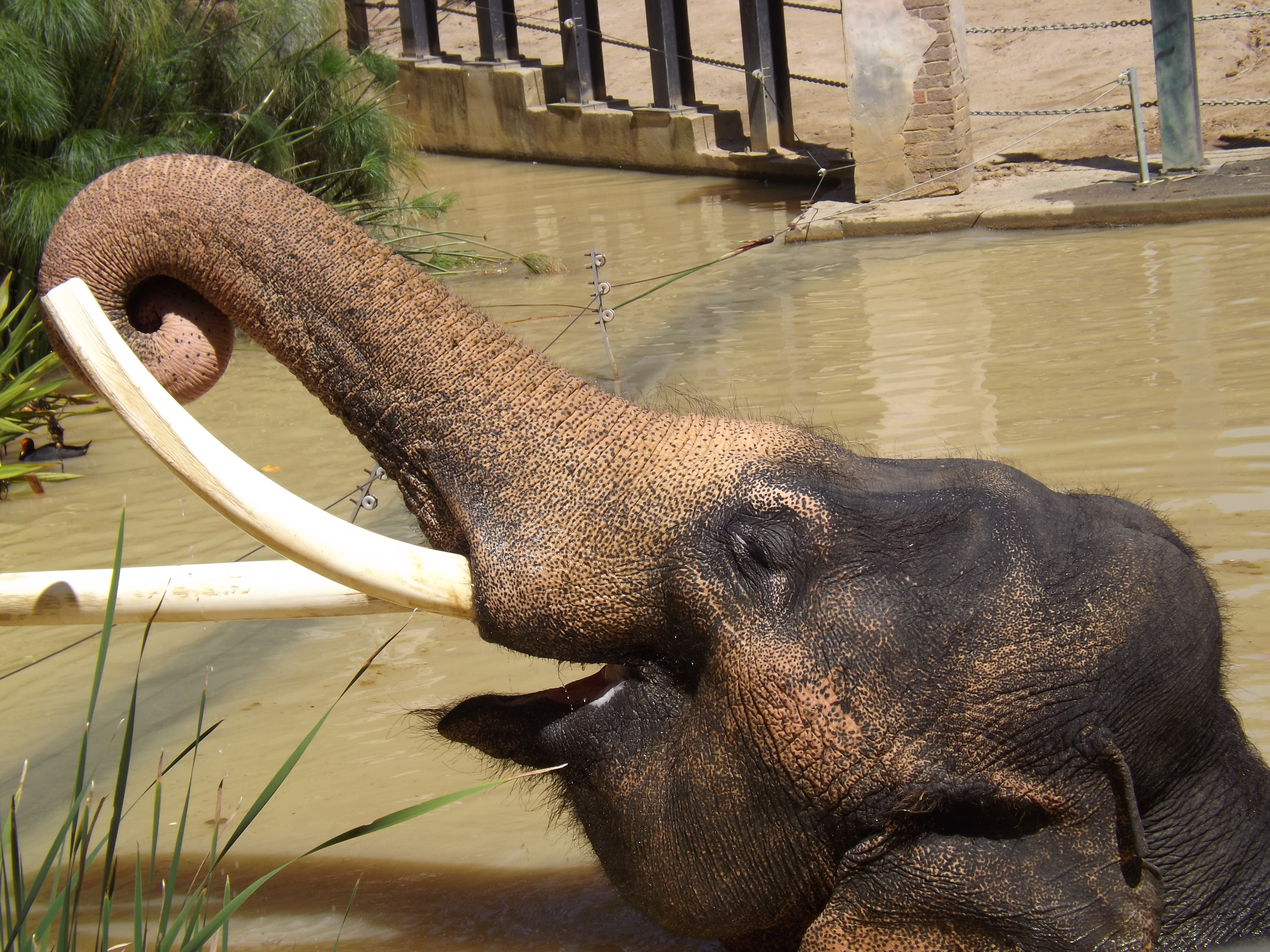 Asian Elephant 11