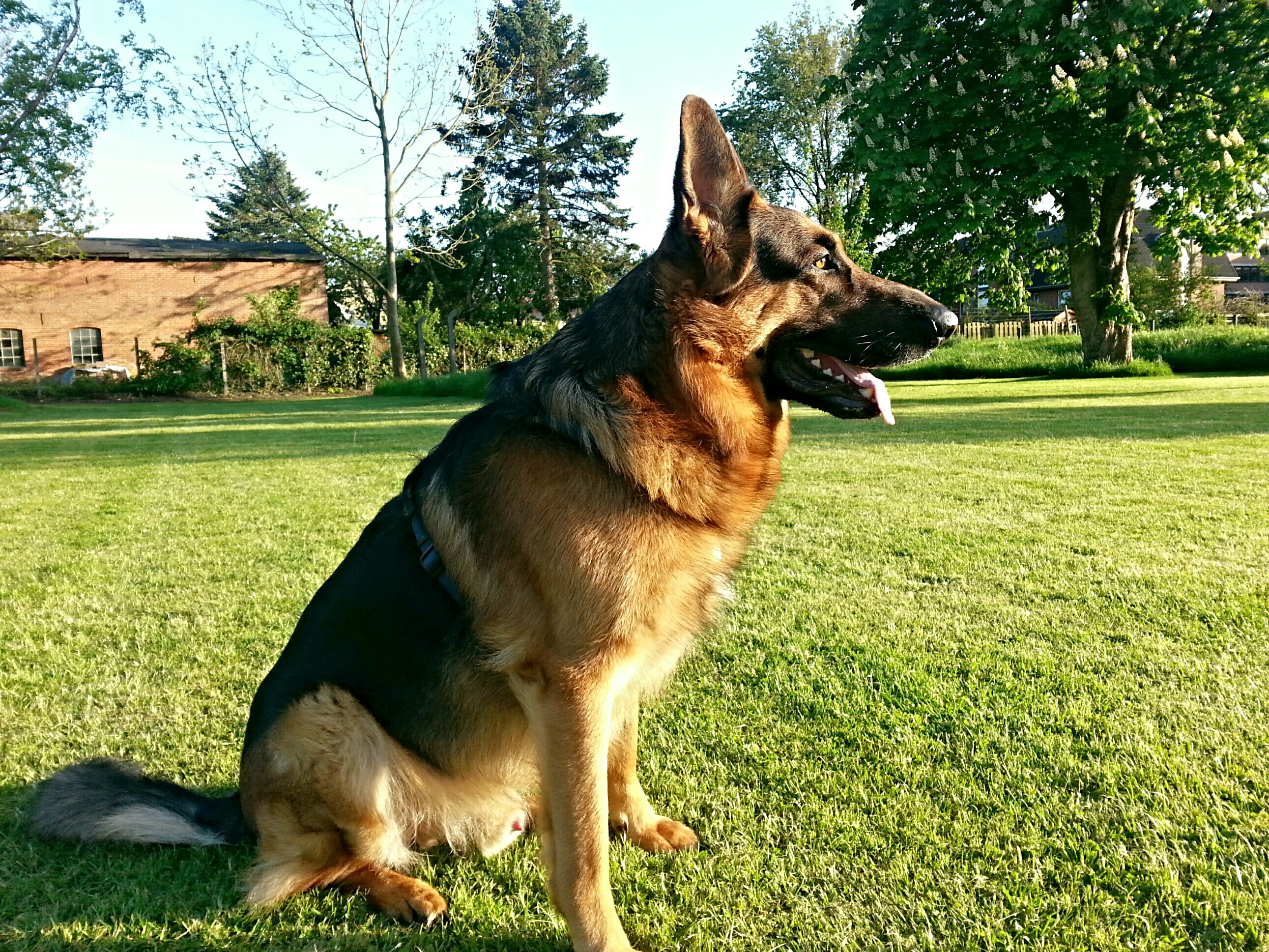 Asko