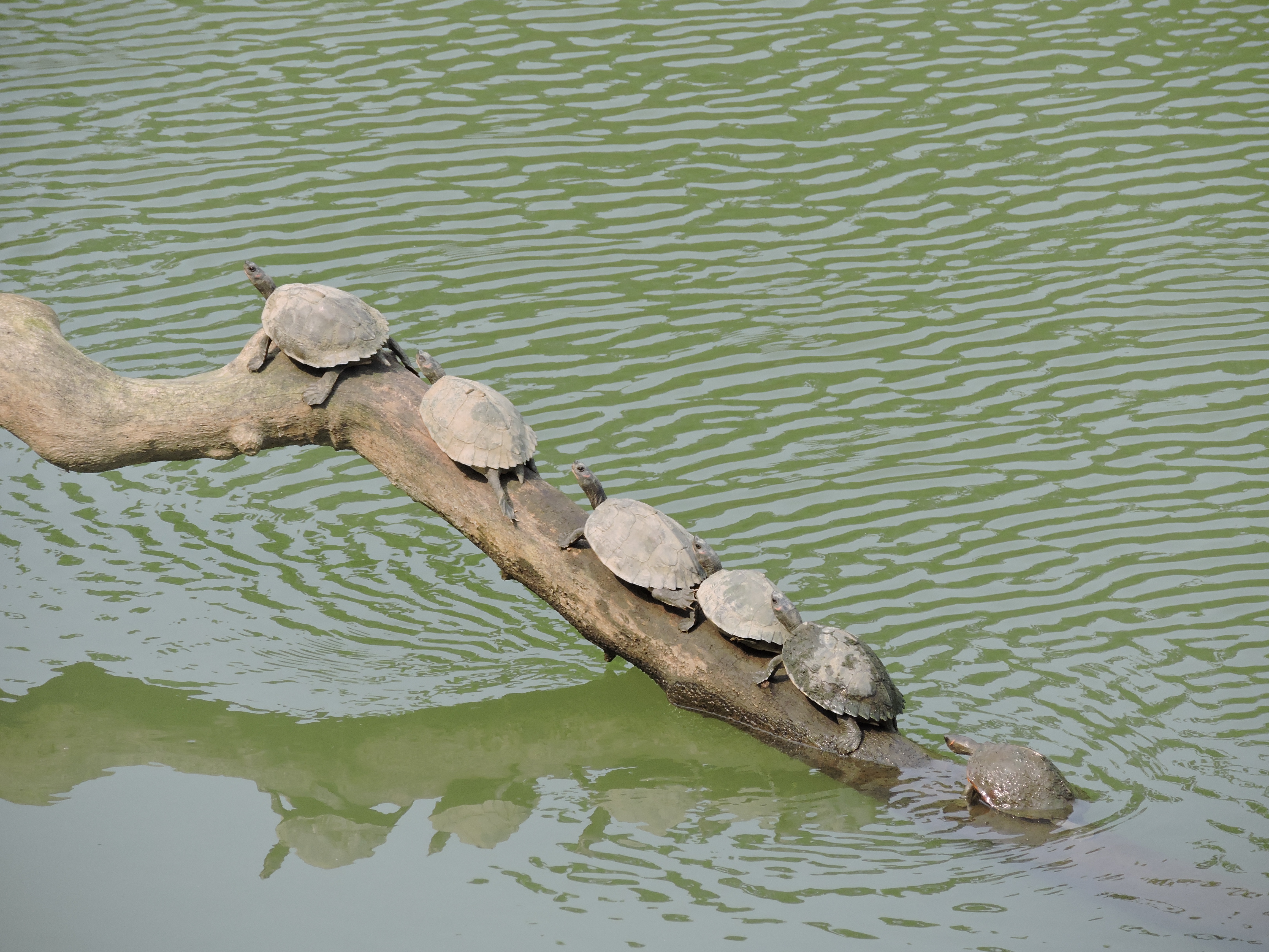 Assam roofed turtle (Pangshura sylhetensis) 05032016