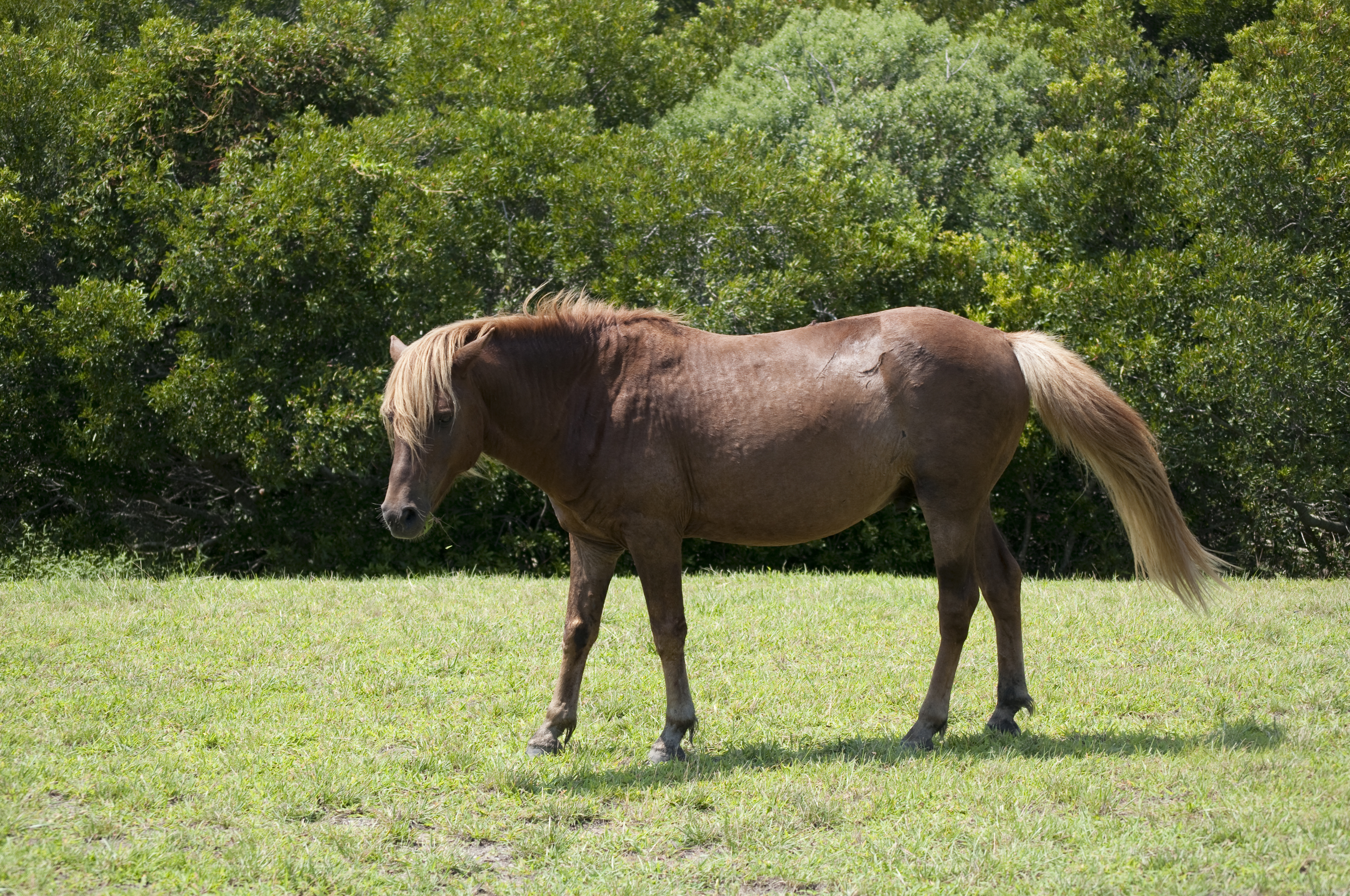 Assateague Island horses August 2009 3