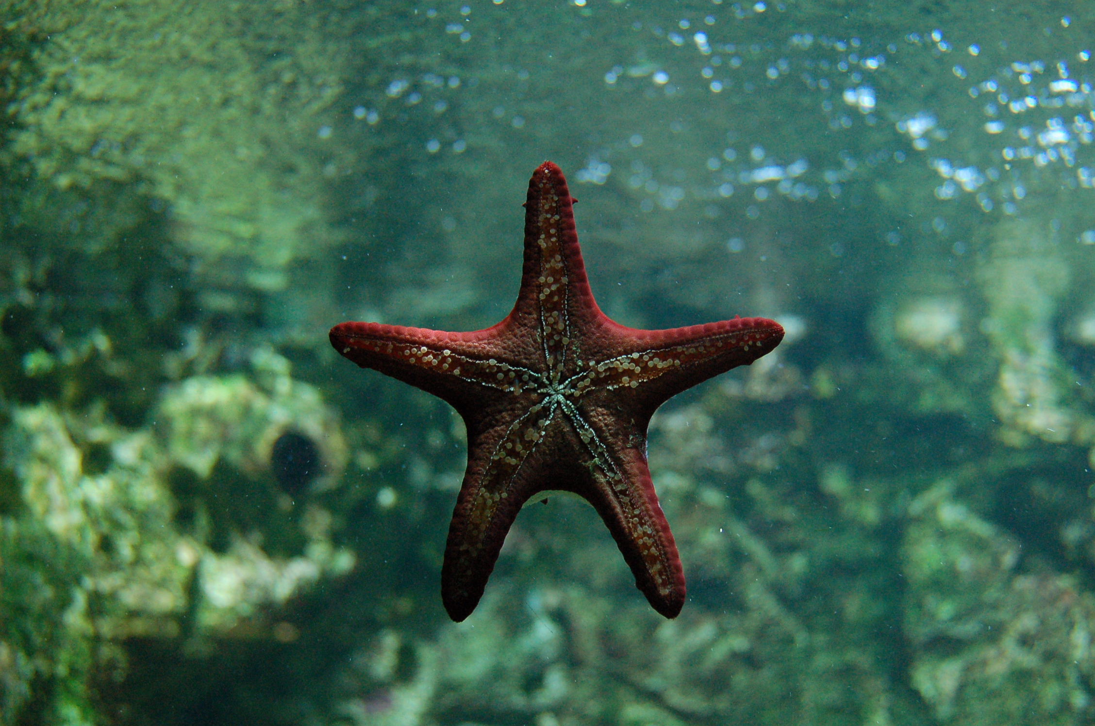 Asteroidea
