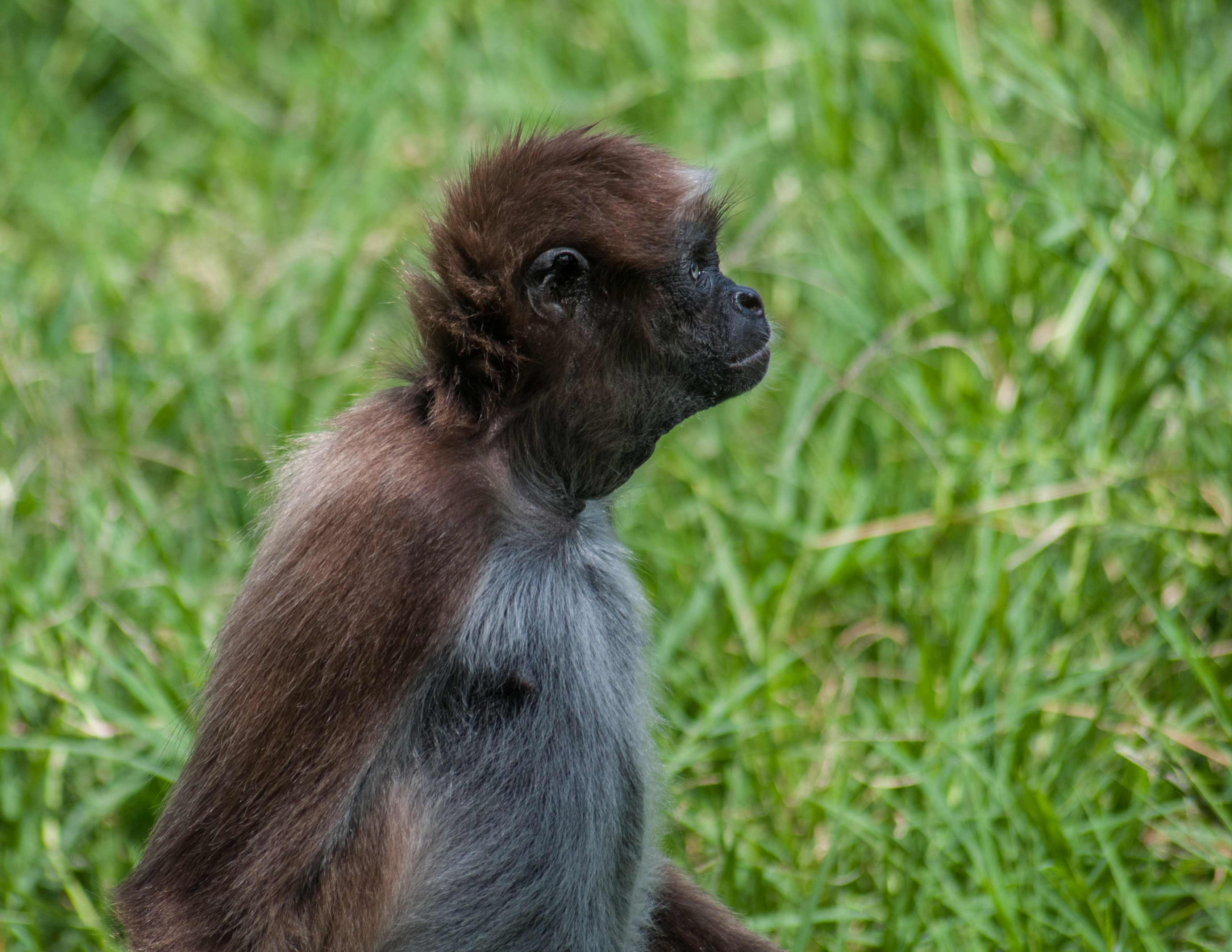 Ateles hybridus from Venezuela
