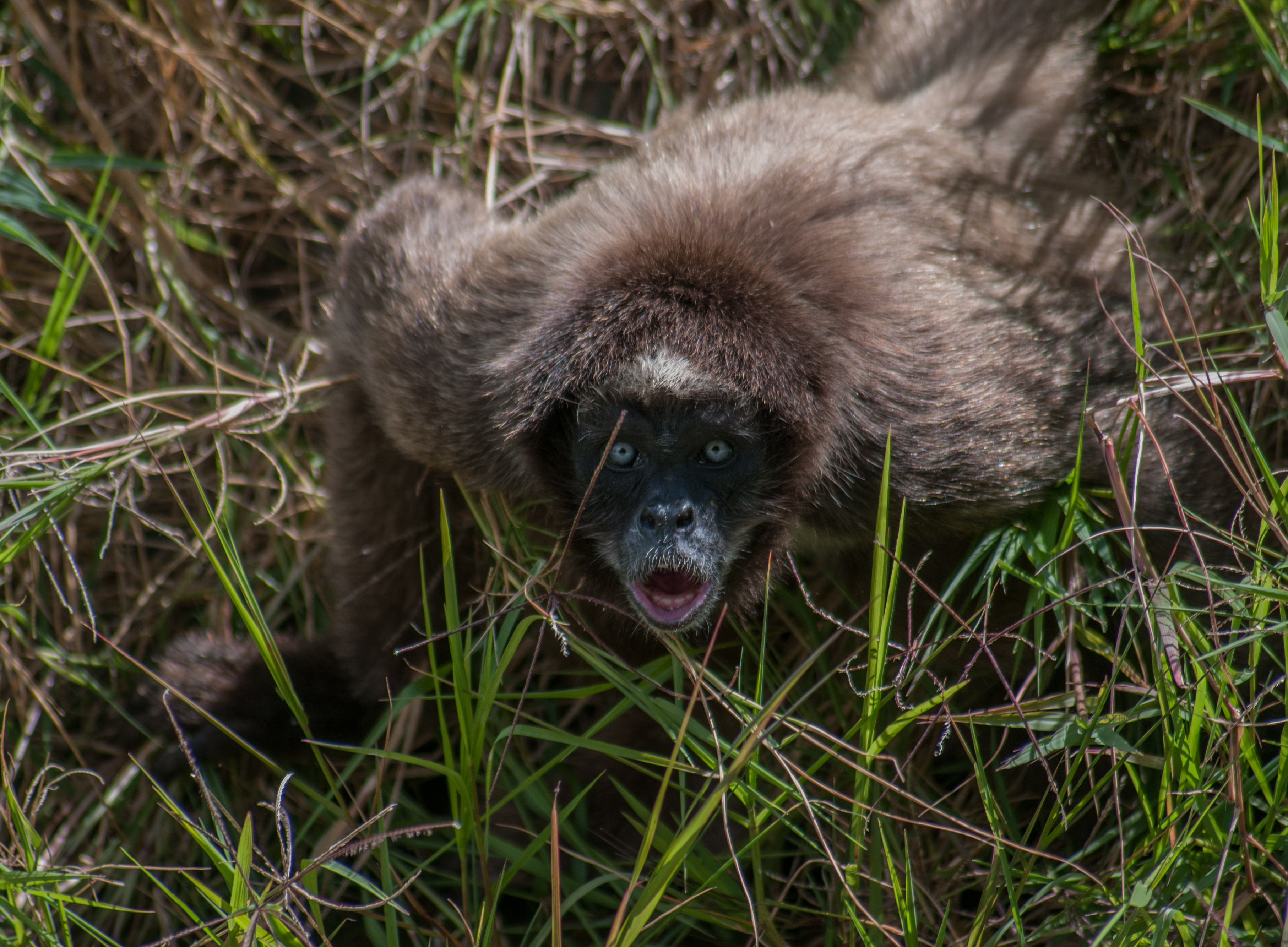 Ateles hybridus from Venezuela 2