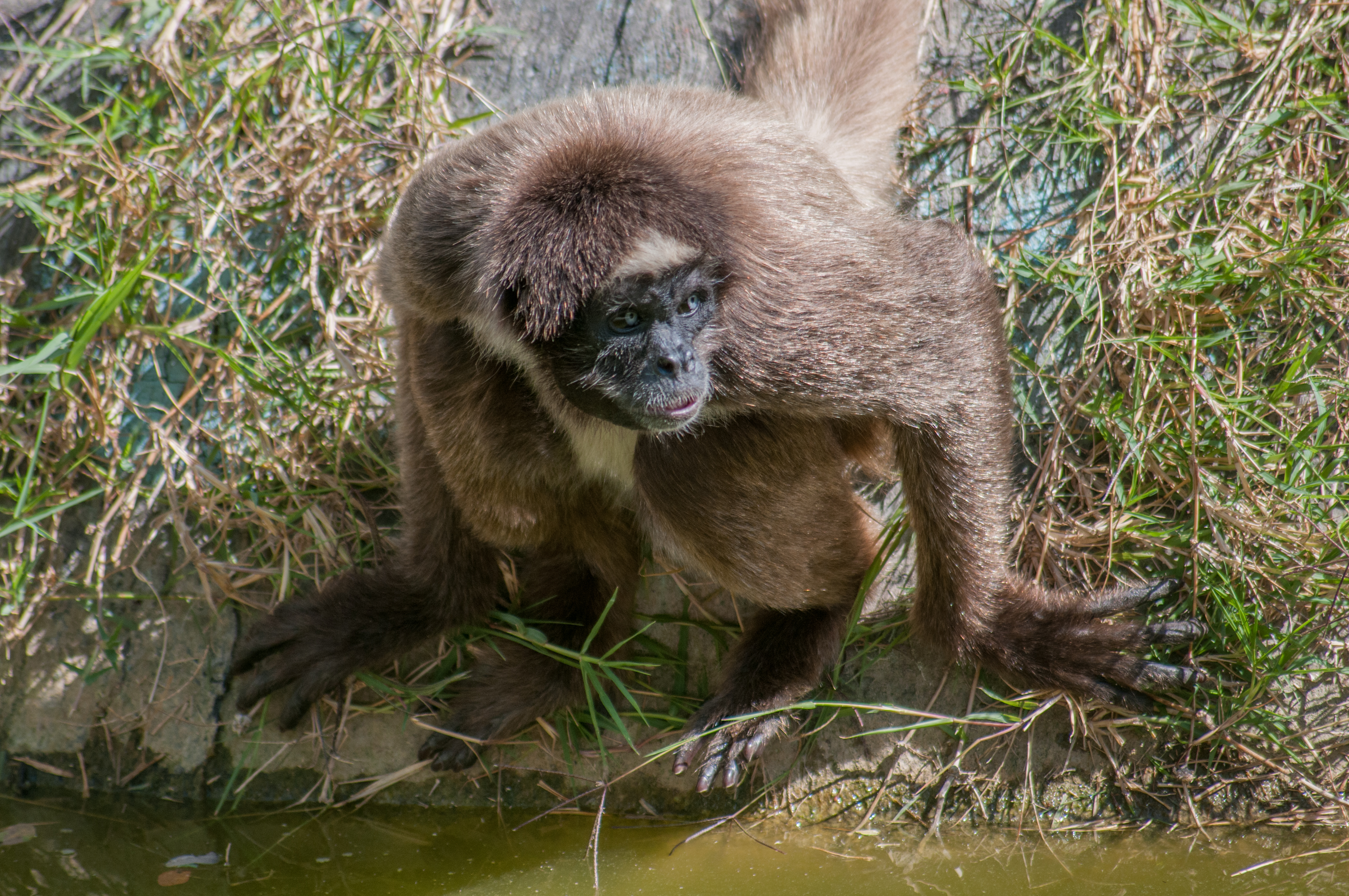 Ateles hybridus from Venezuela 5