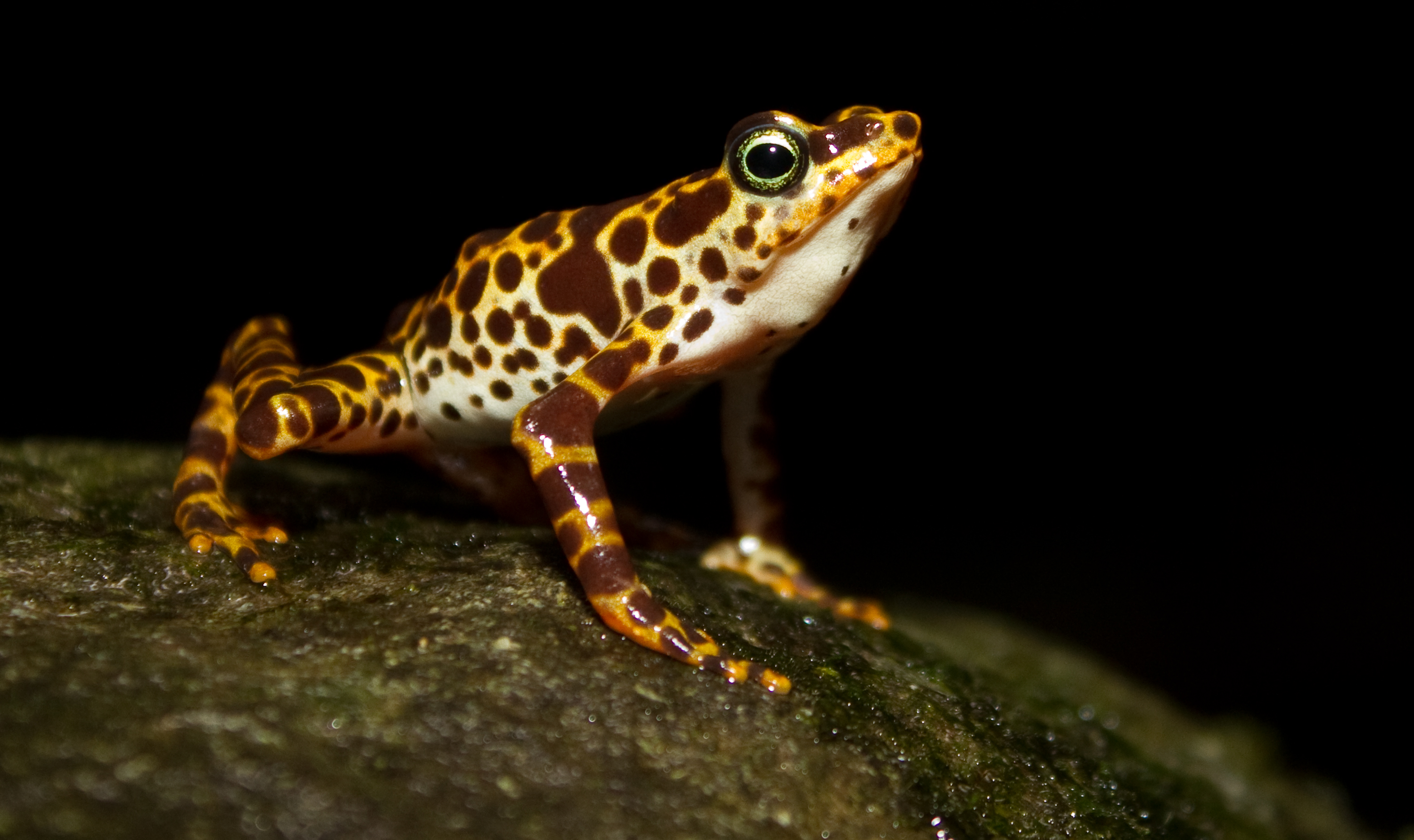 Atelopus certus calling male