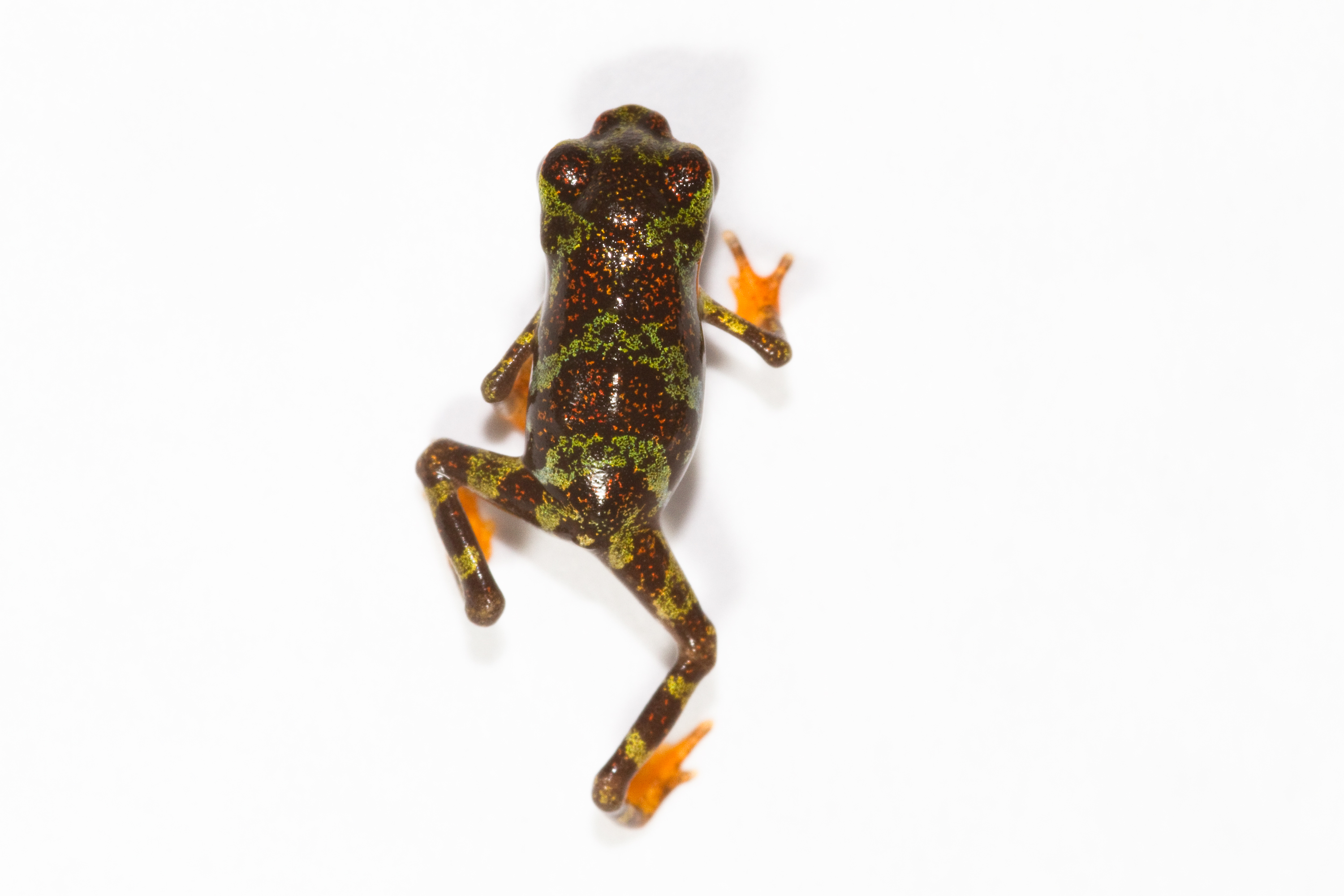 Atelopus certus juvenile - dorsal view